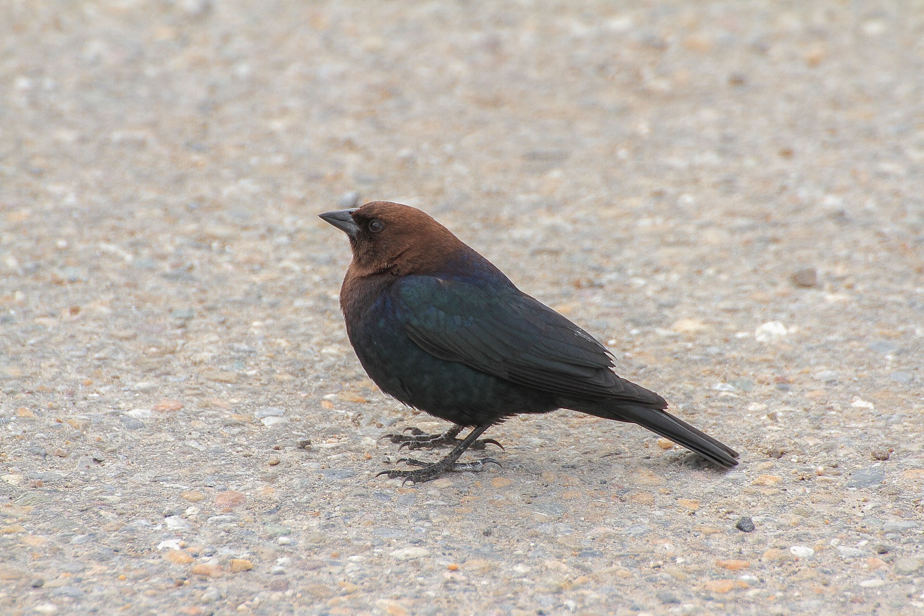 Canada,Brownheaded Cowbird,025,-.JPG