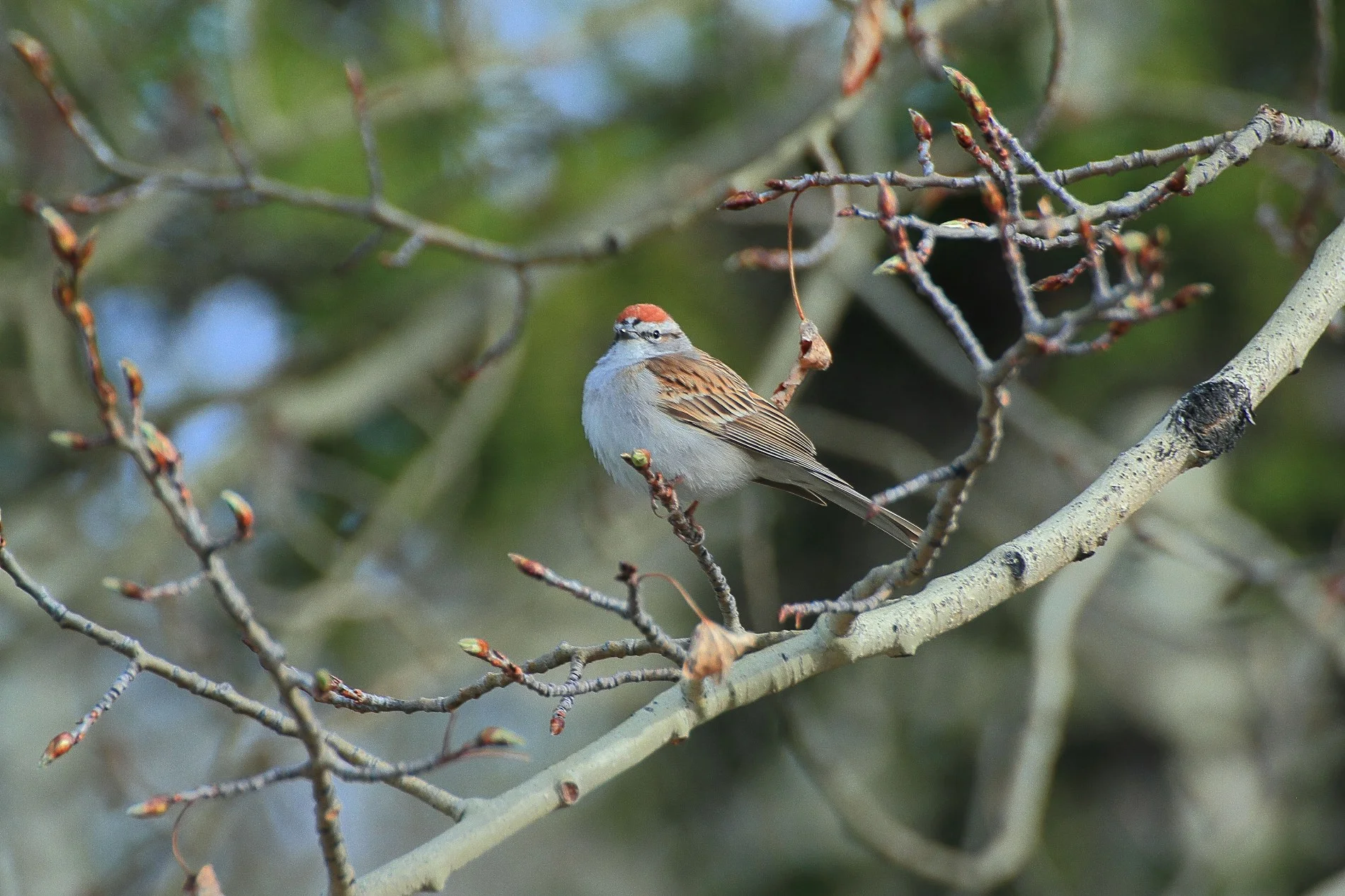 Canada,Chipping sparrow,018,-.JPG
