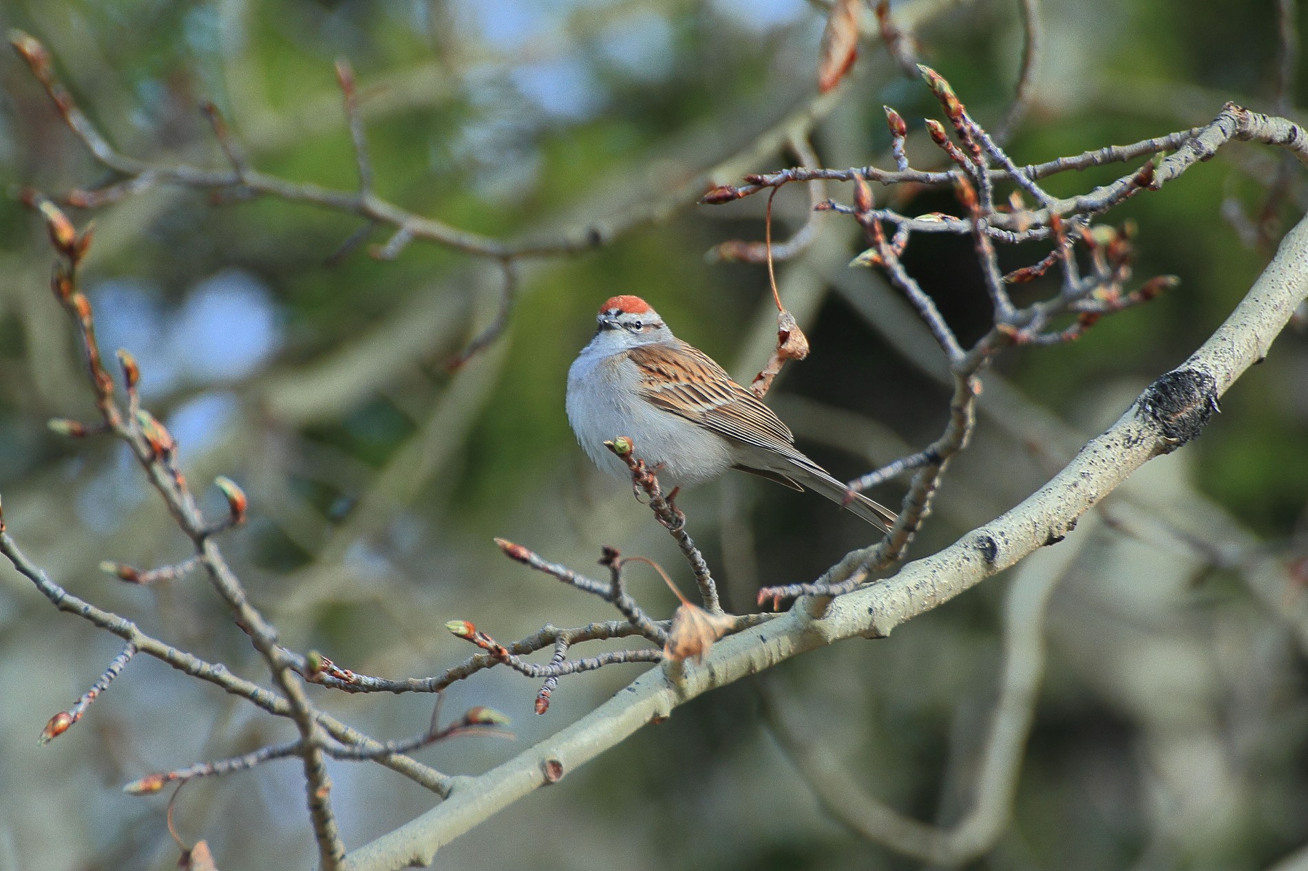 Canada,Chipping sparrow,018,-.JPG