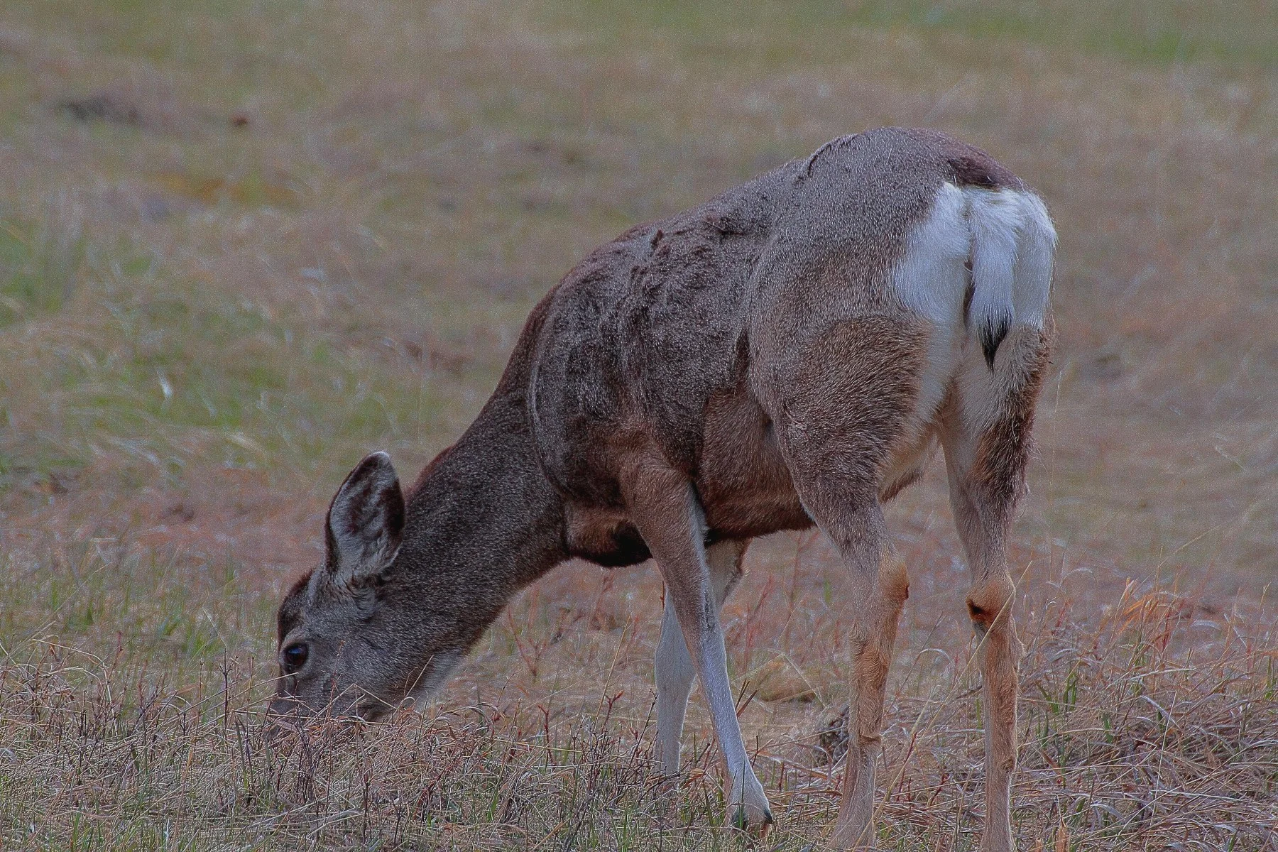 Canada,Deer,003,-.JPG