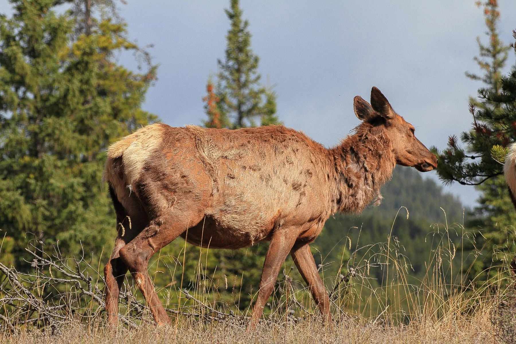 Canada,Elk,048,-.JPG