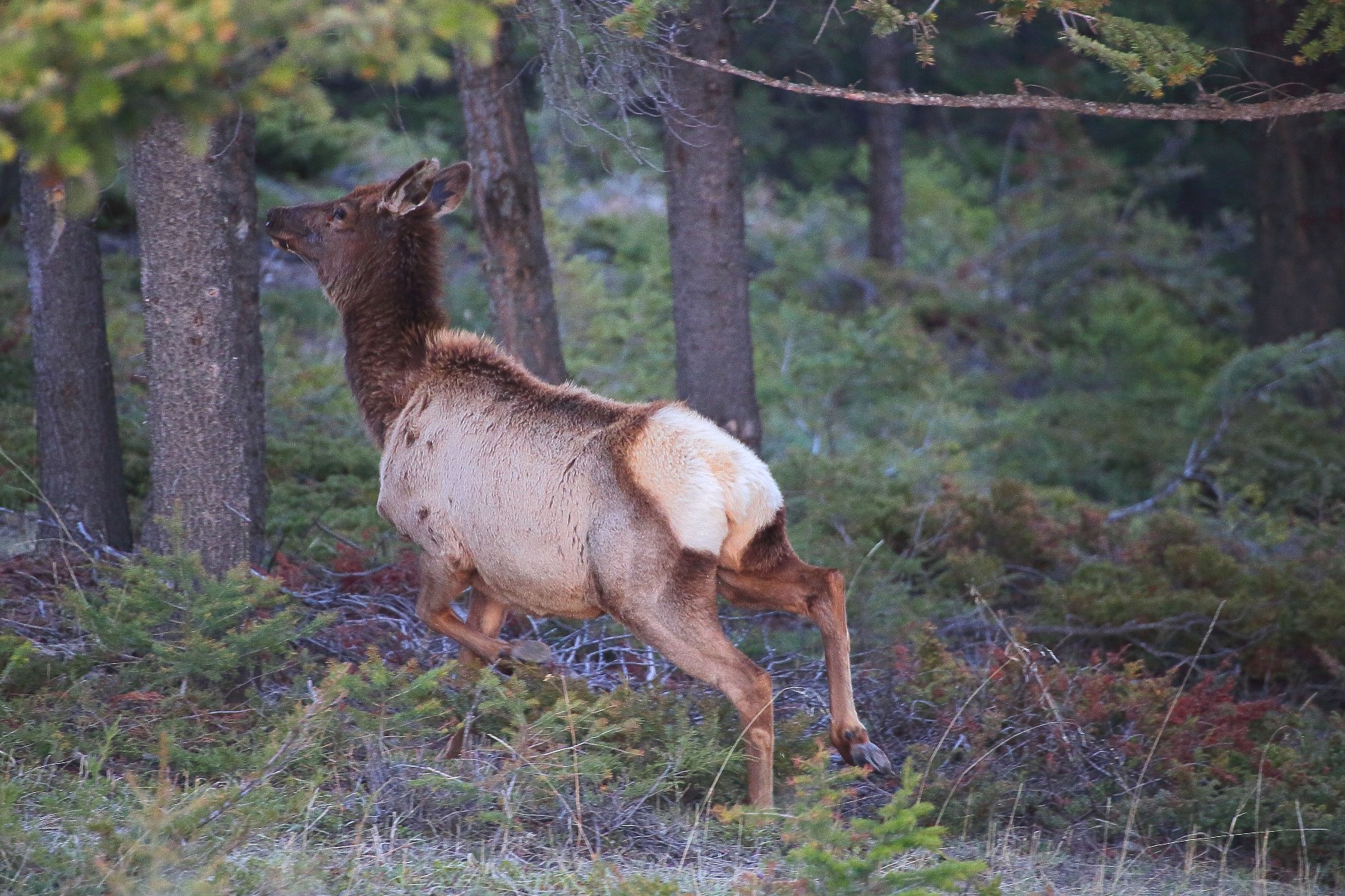 Canada,Elk,083,-.JPG