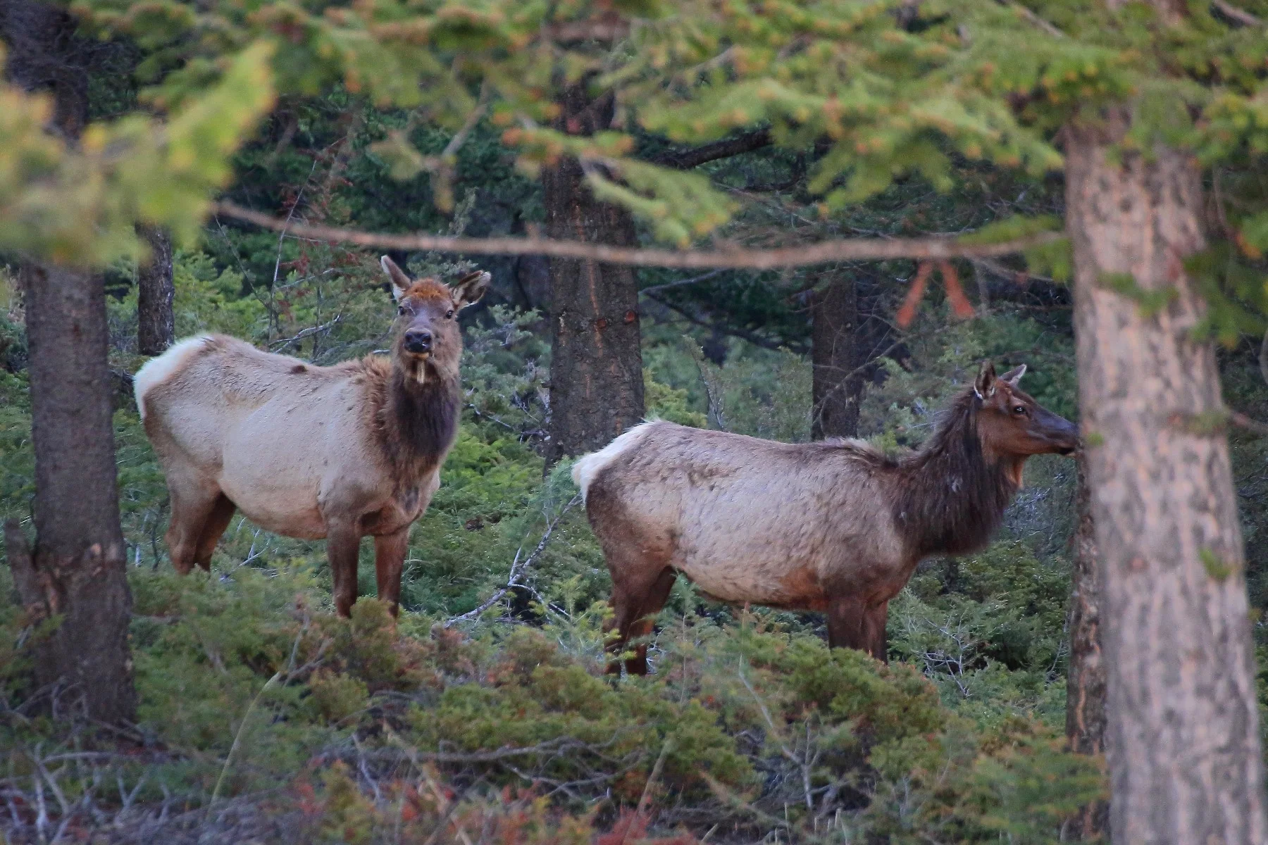 Canada,Elk,086,-.JPG
