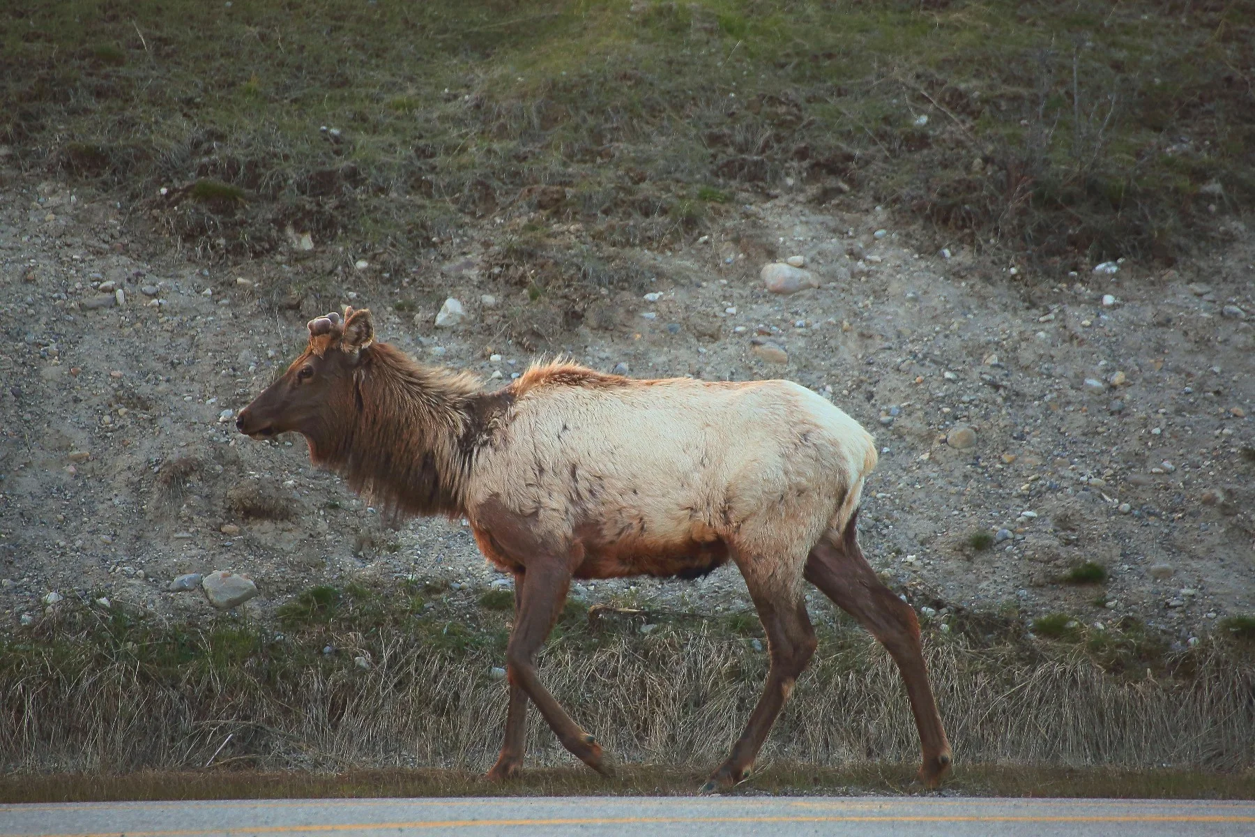 Canada,Elk,088,-.JPG