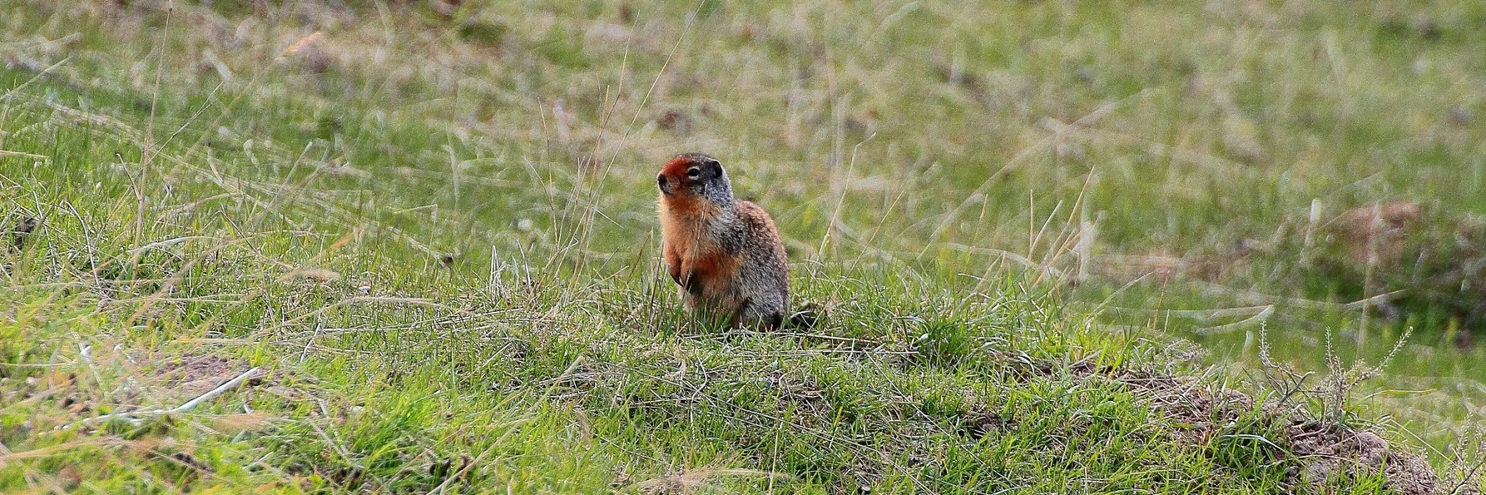 Canada,Ground Squirrel,008,-.JPG