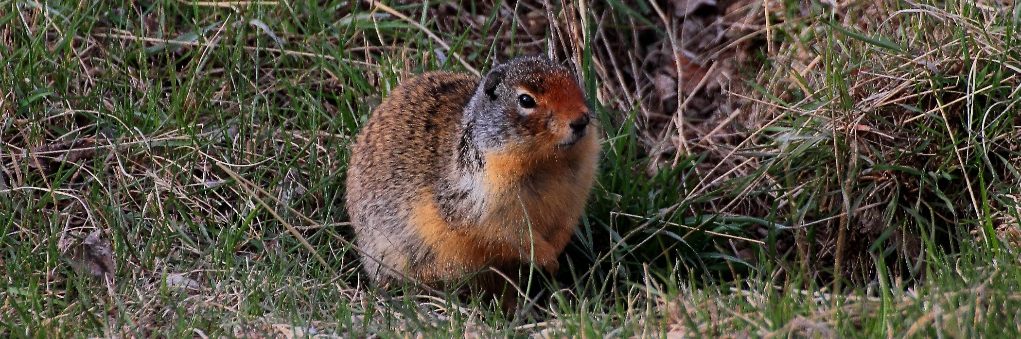 Canada,Ground Squirrel,013,-.JPG
