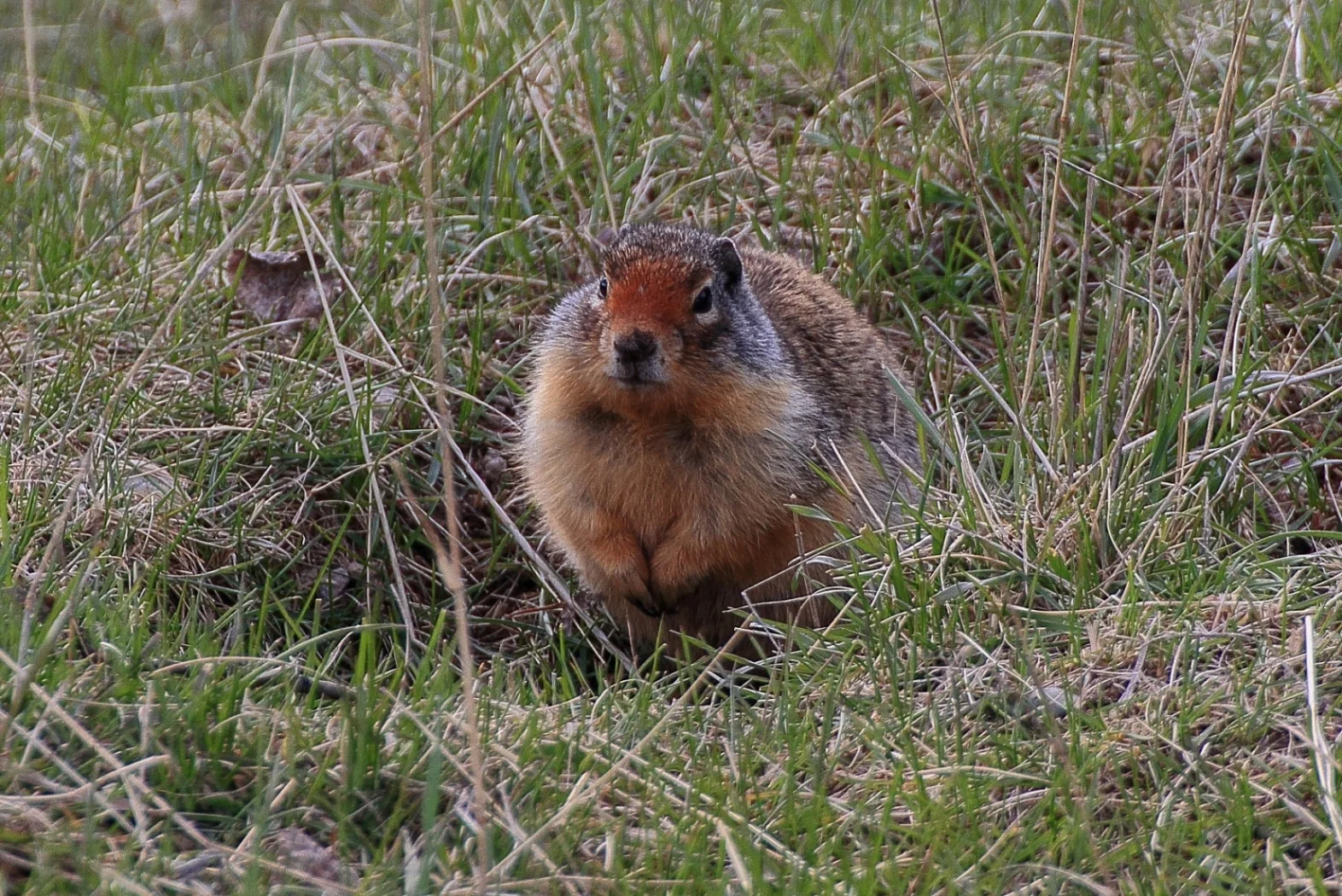 Canada,Ground Squirrel,011,-.JPG