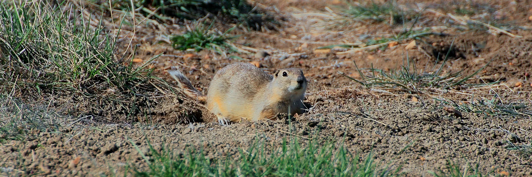 Canada,Ground Squirrel,429,-.JPG