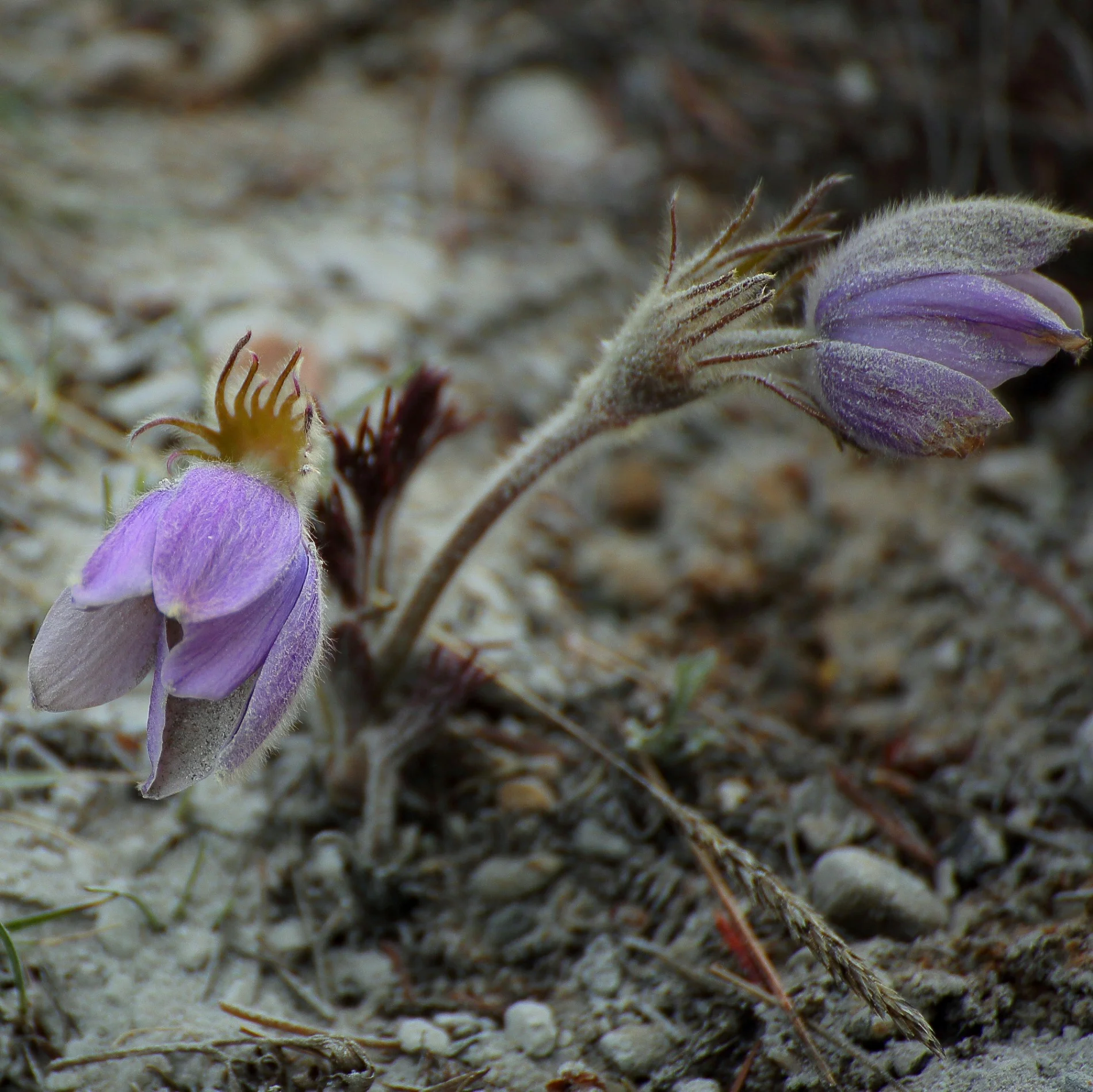 Canada,Mountain Flower,108,-.JPG