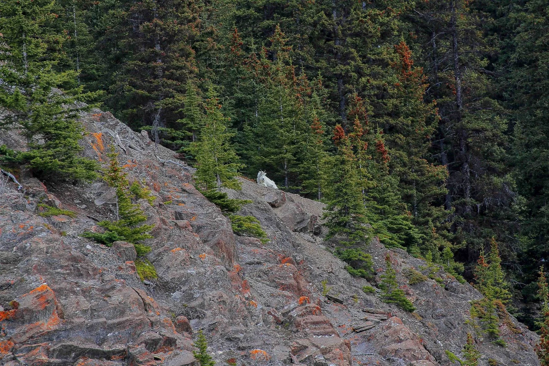 Canada,Mountain Goat,046,-.JPG