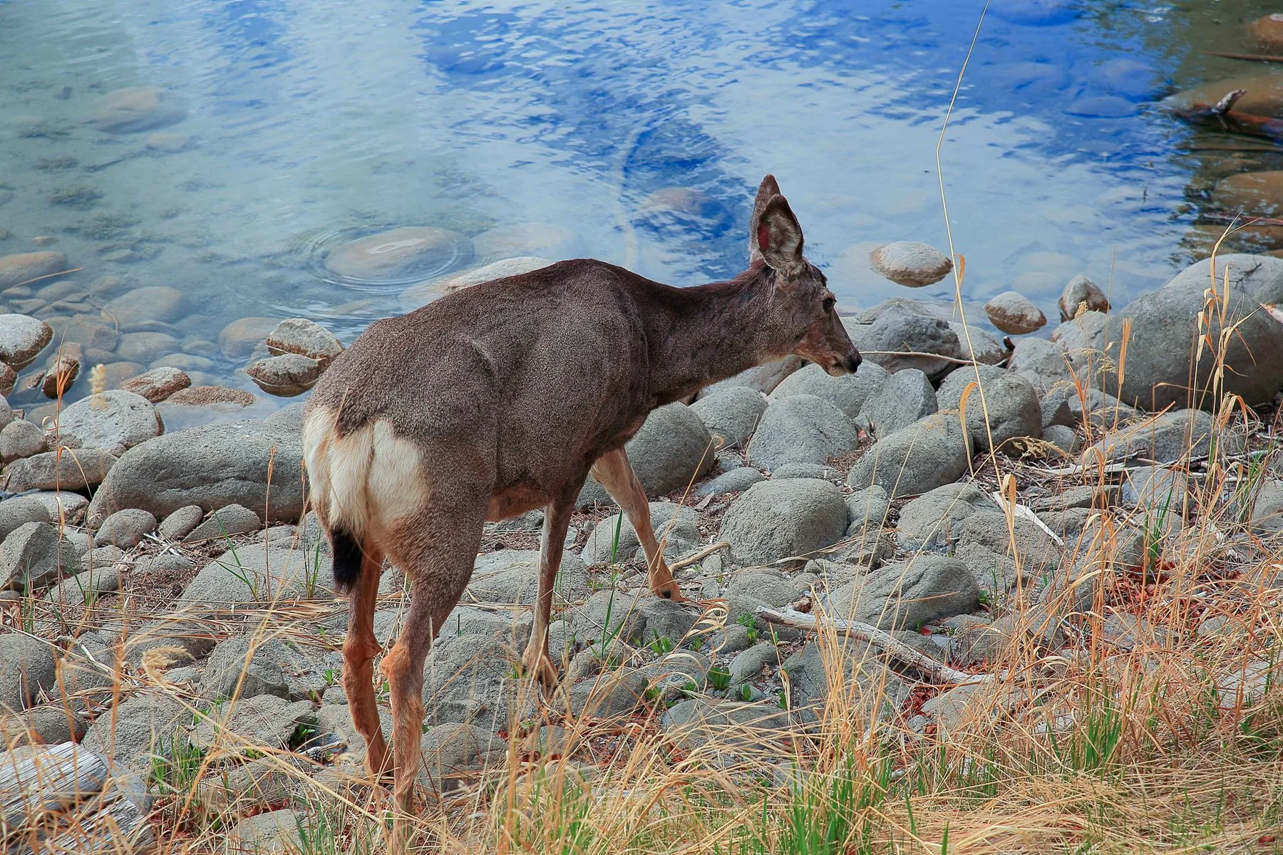Canada,Mule Deer,402,-.JPG