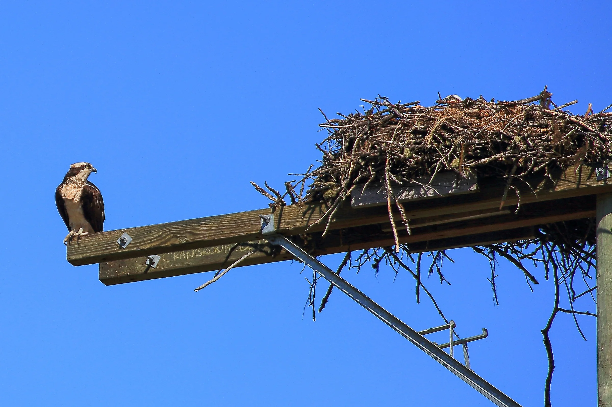 Canada,Osprey,274,-.JPG