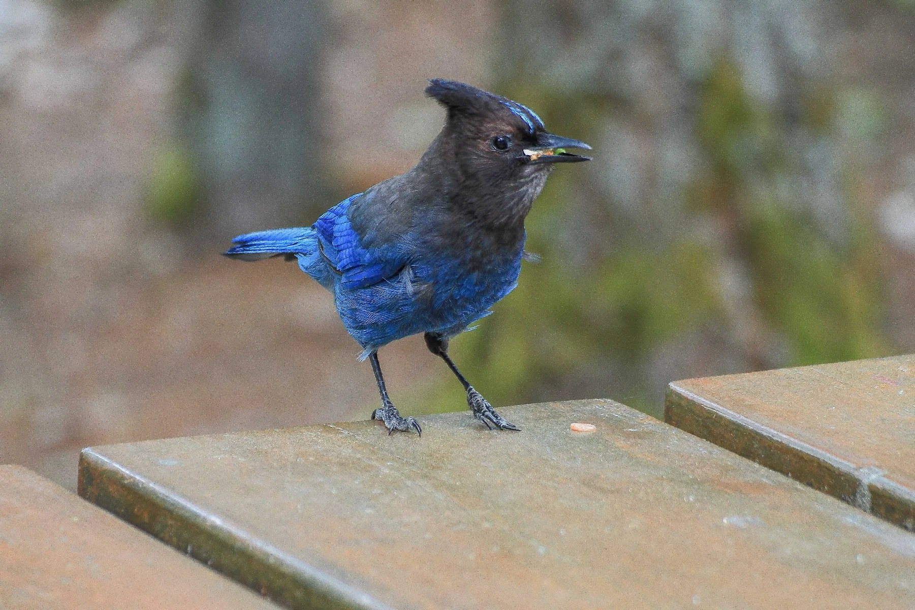 Canada,Stellers Jay,269,-.JPG