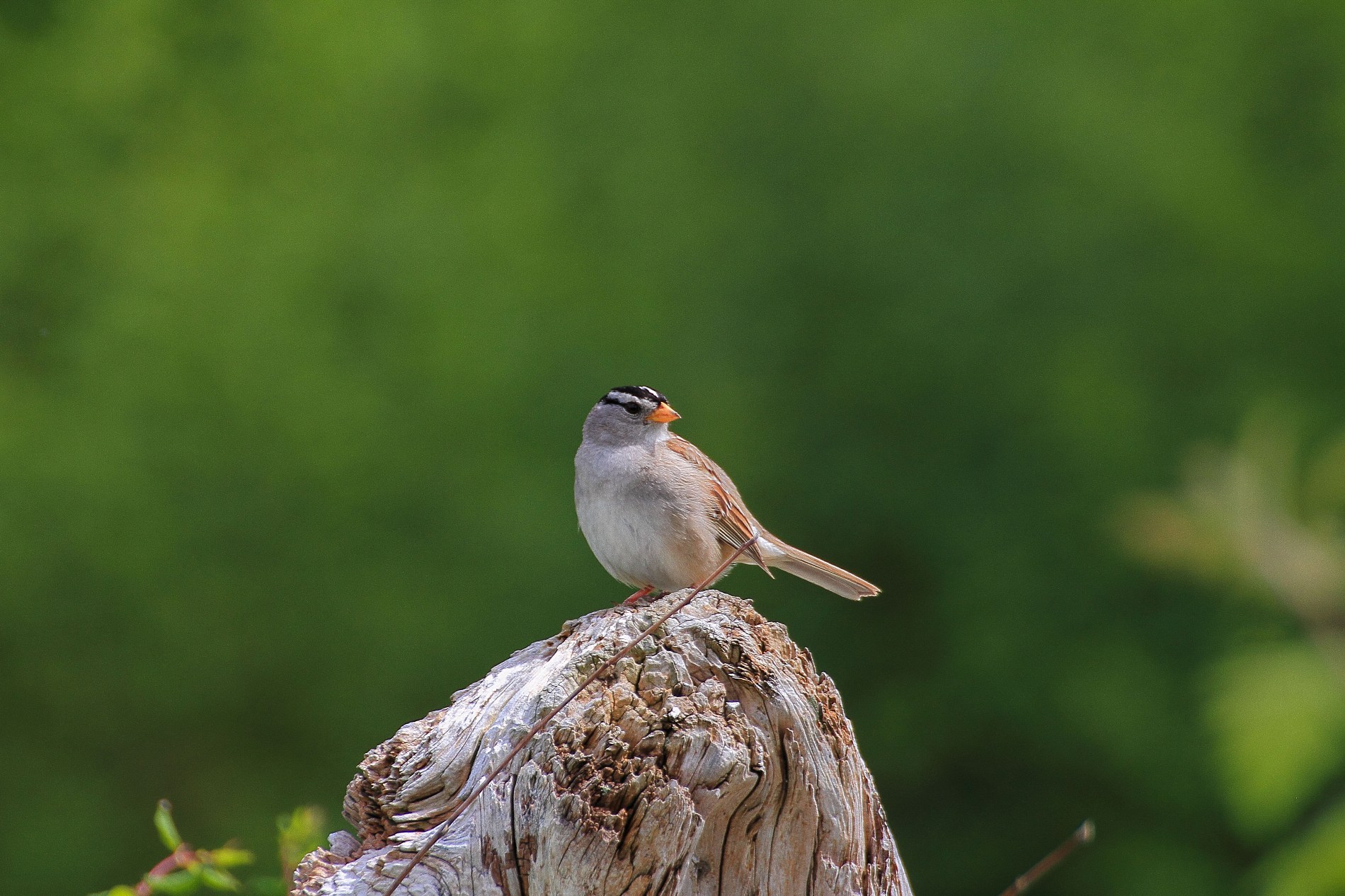 Canada,White Crowned Sparrow,177,-.JPG