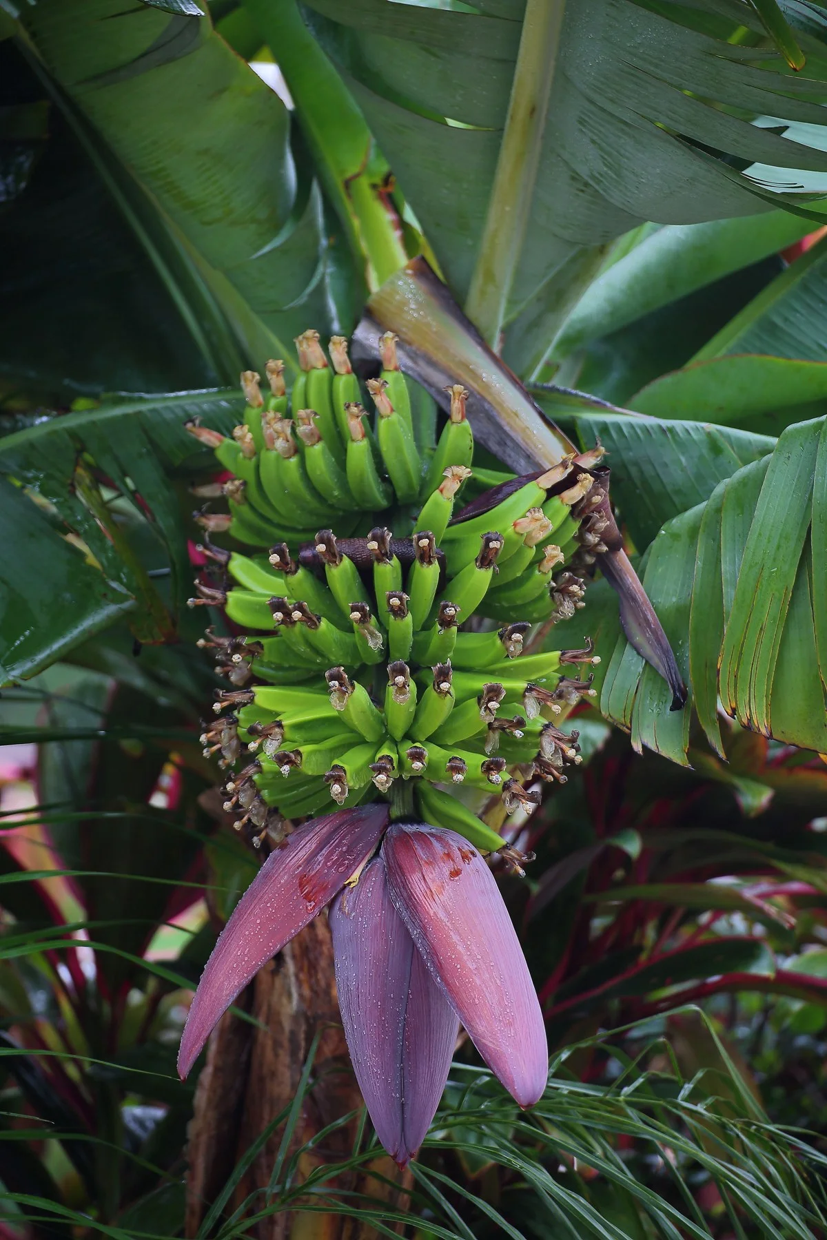 Norfolk Is,Banana,290,-.JPG