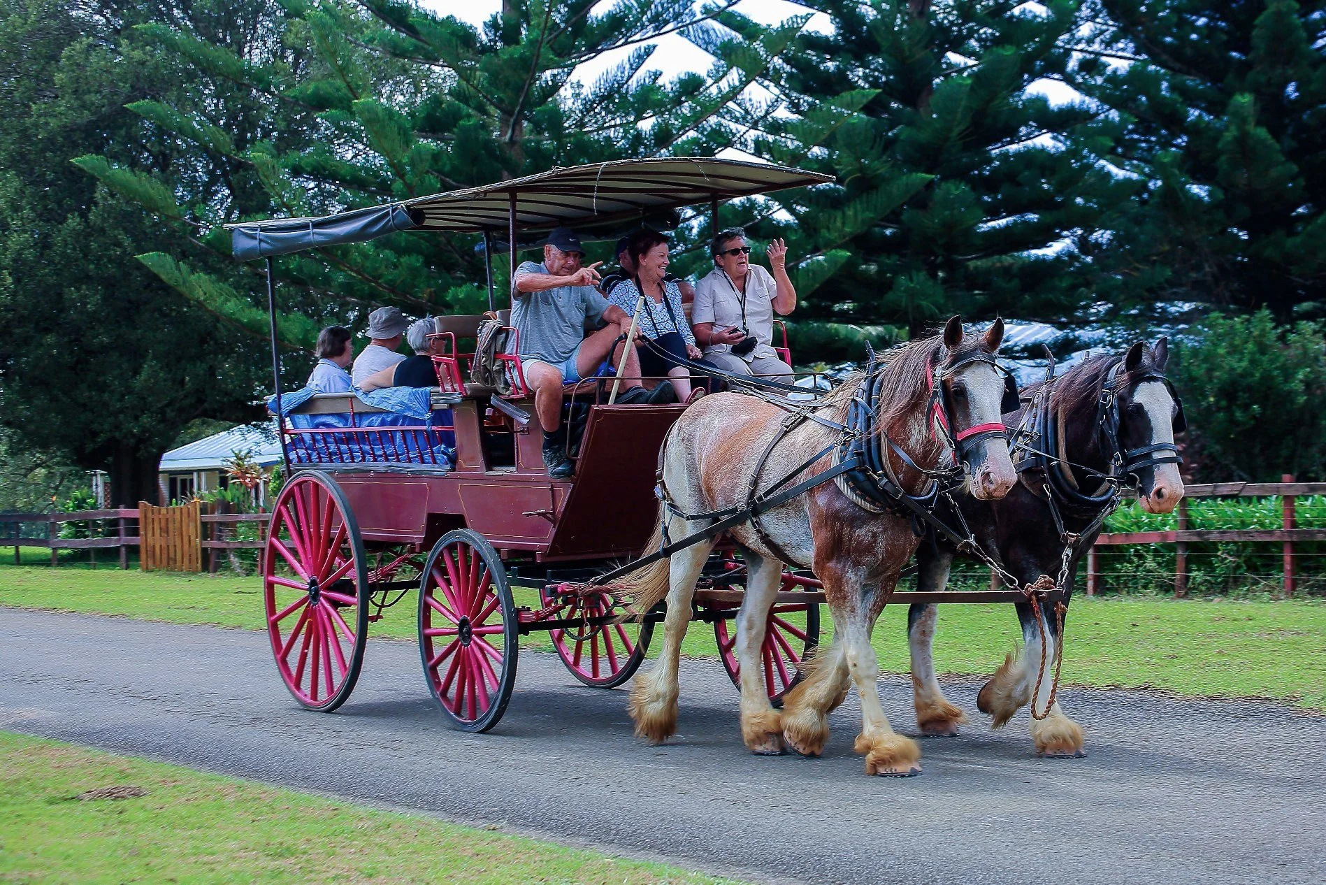Norfolk Is,Carriage Rides,506,-.JPG