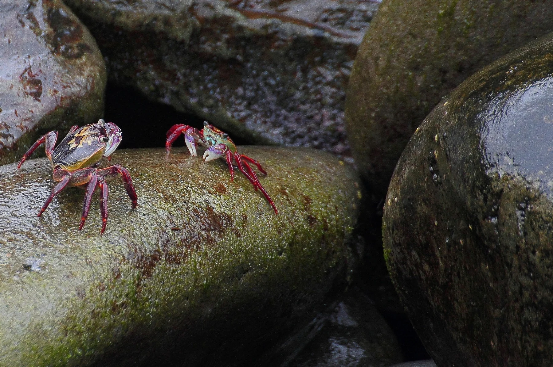 Norfolk Is,Crabs,185,-.JPG