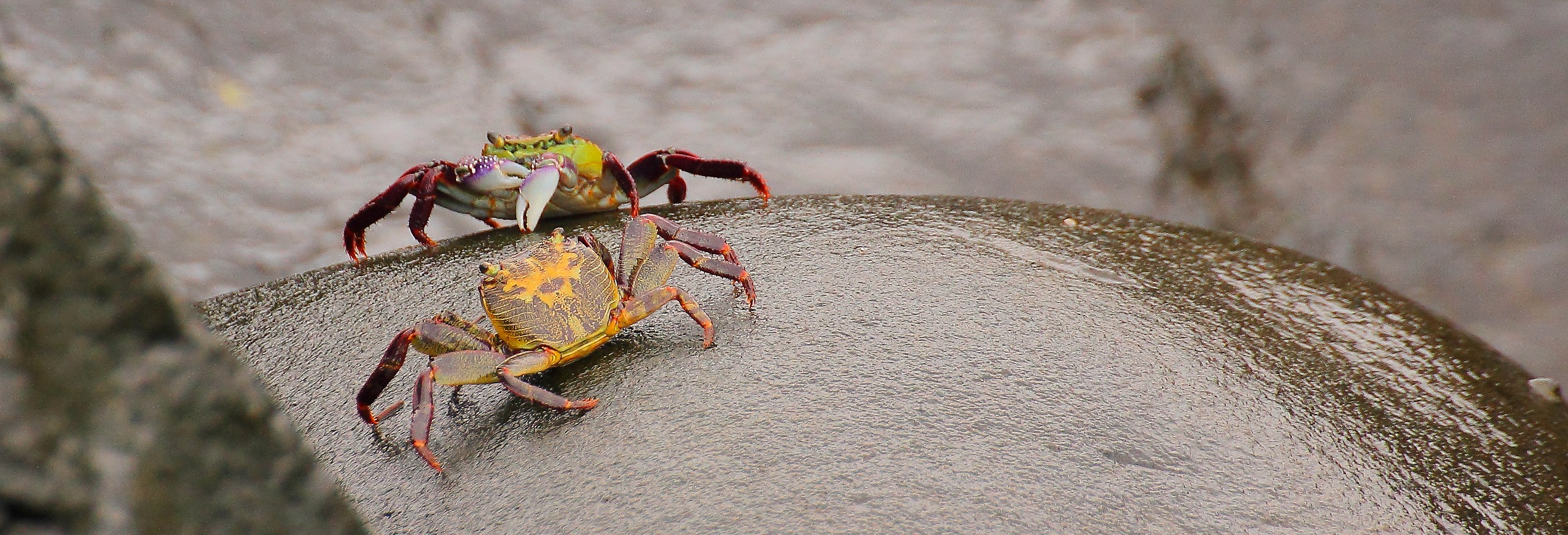 Norfolk Is,Crabs,191,-.JPG