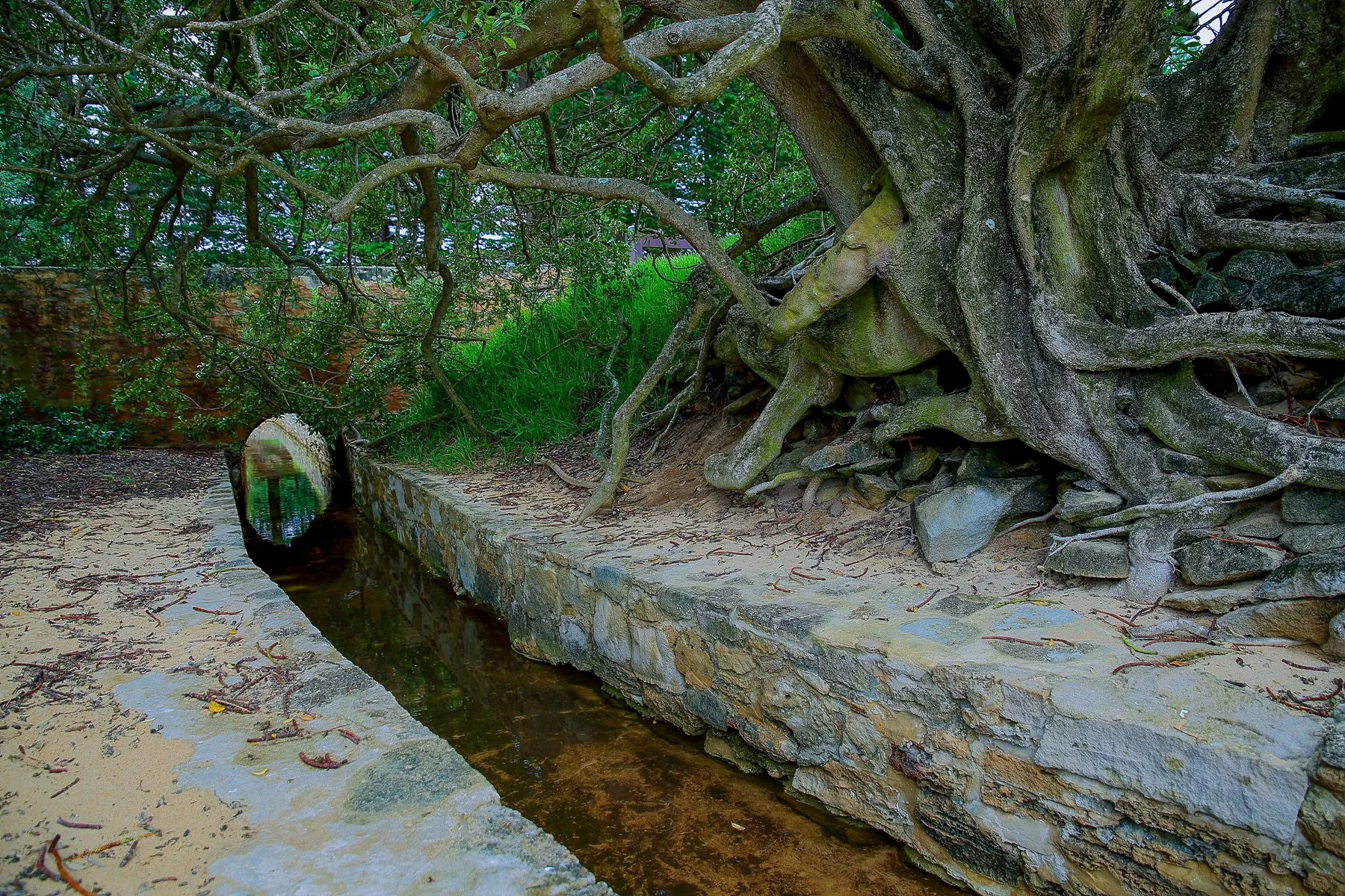 Norfolk Is,Emily Bay,076,-.JPG