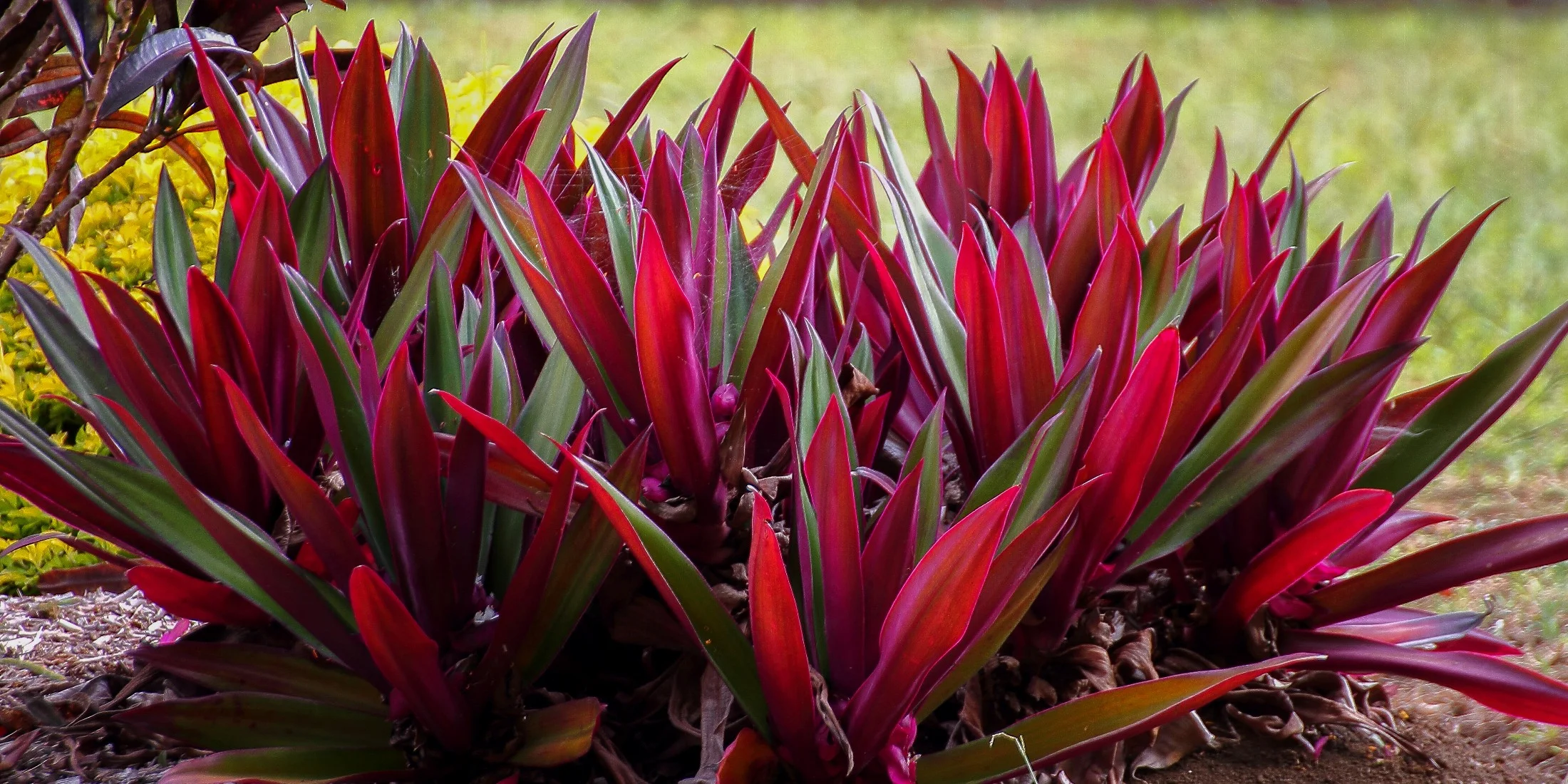 Norfolk Is,Gardens,014,-.JPG