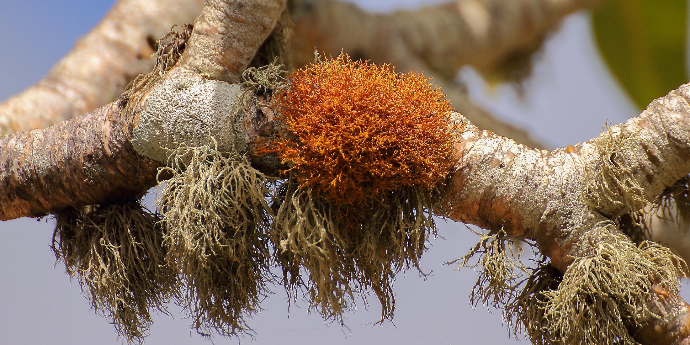 Norfolk Is,Lichen,029,-.JPG