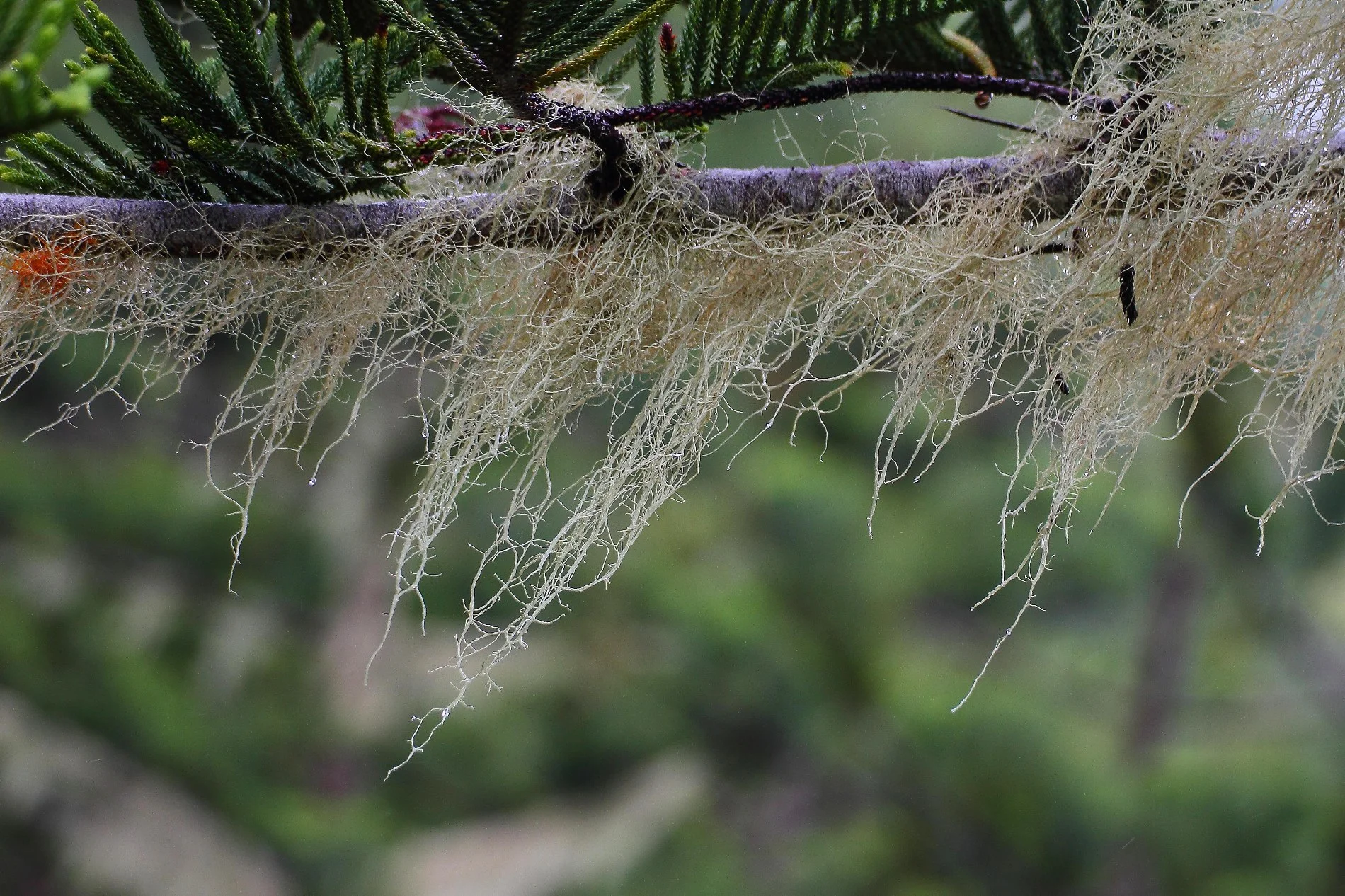 Norfolk Is,Lichen,151,-.JPG