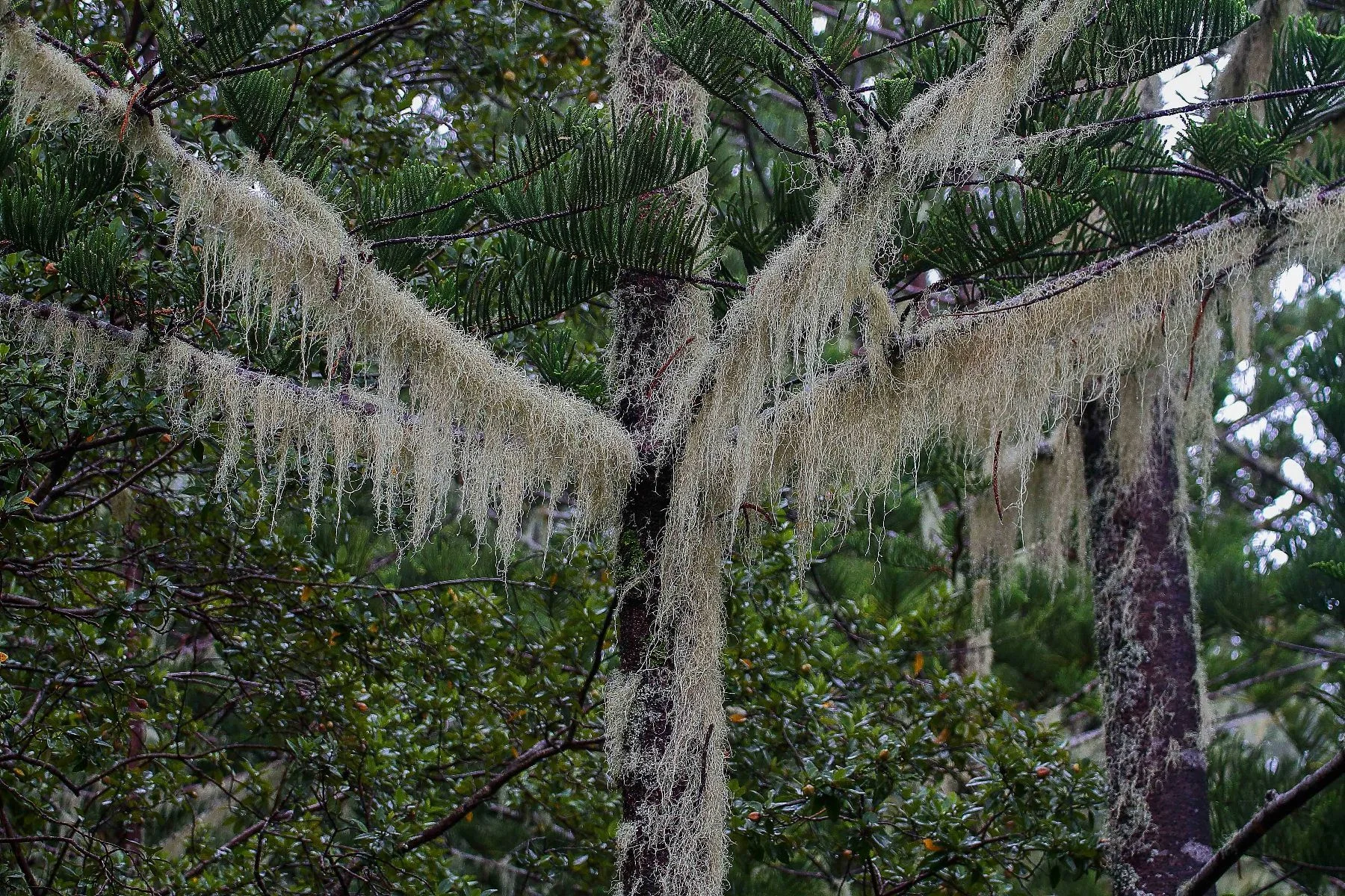 Norfolk Is,Lichen,154,-.JPG