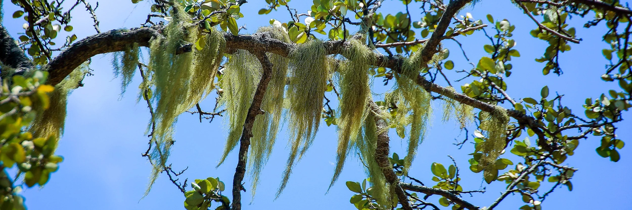 Norfolk Is,Lichen,566,-.JPG