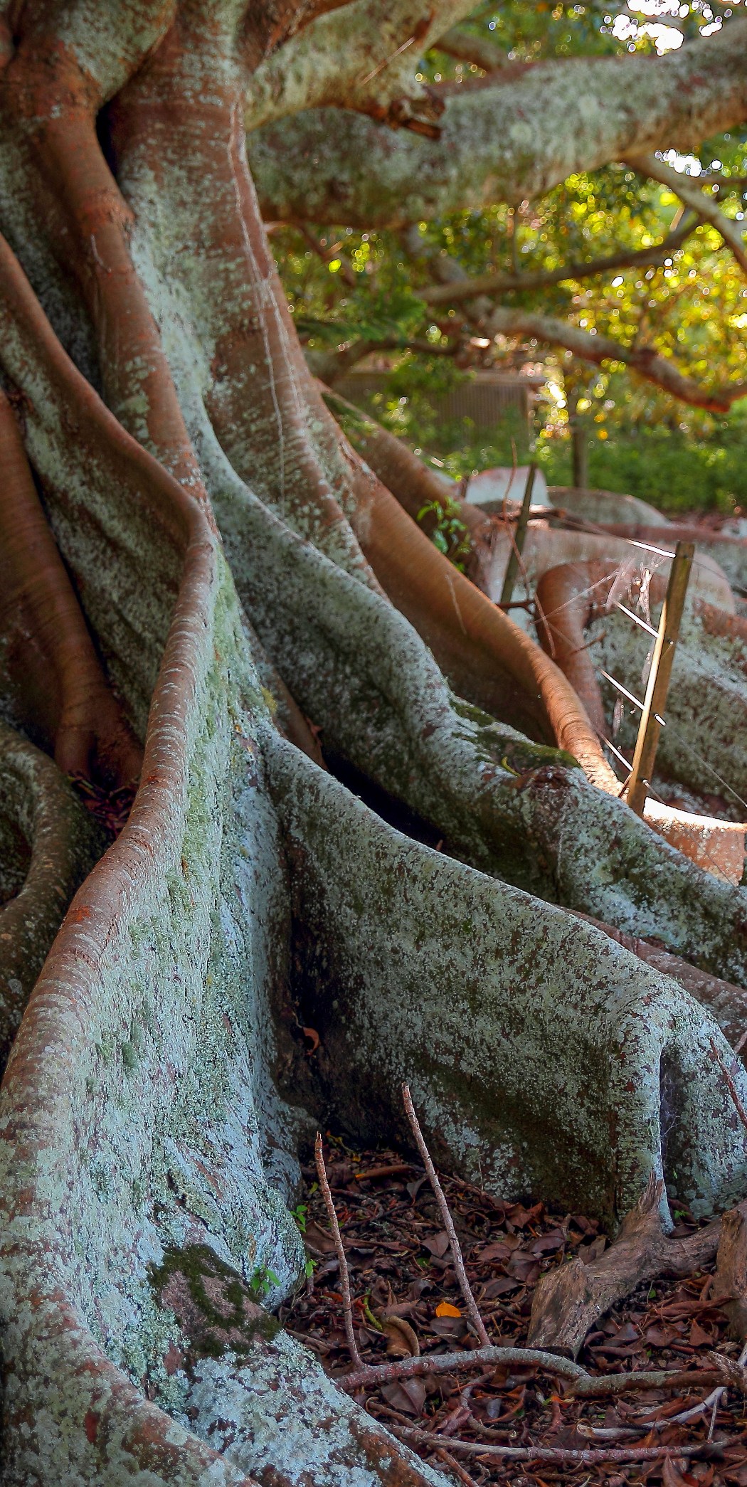 Norfolk Is,Morton Bay Fig,467,-.JPG
