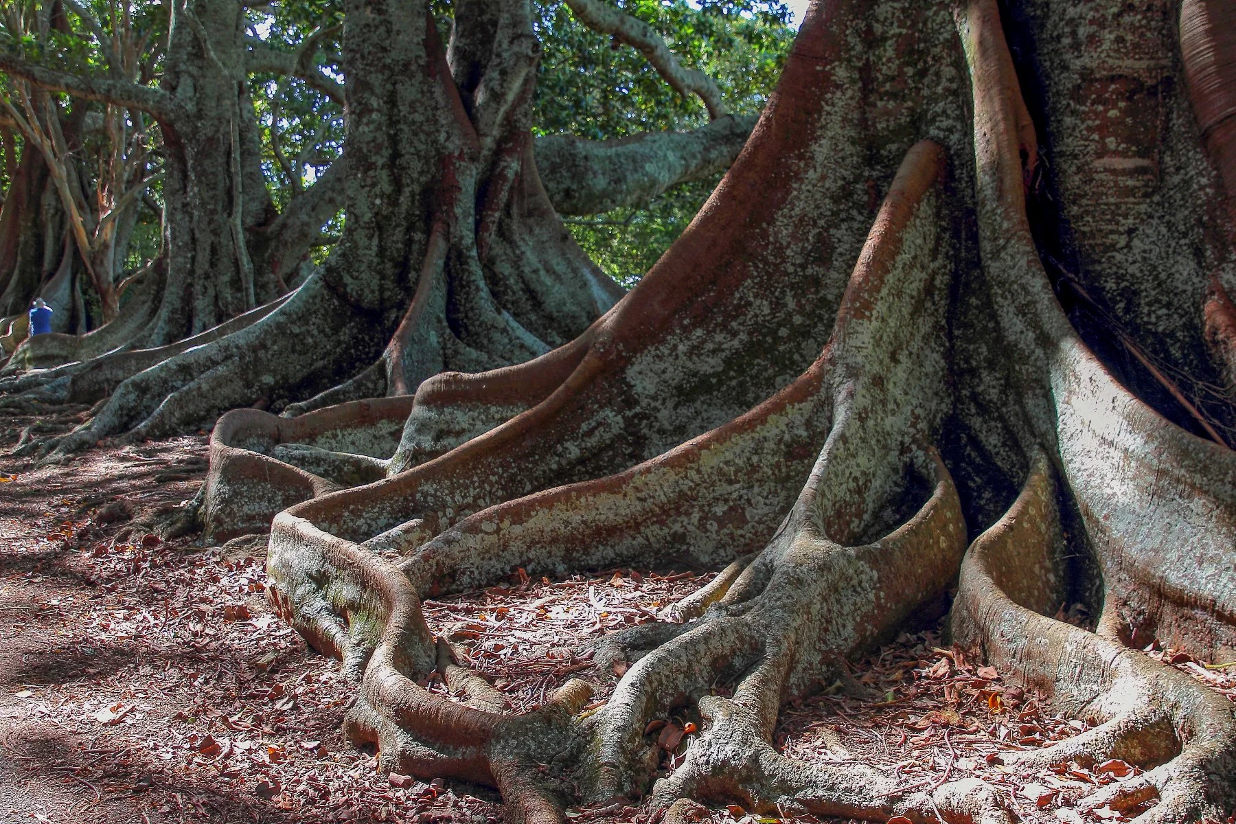 Norfolk Is,Morton Bay Fig,468,-.JPG