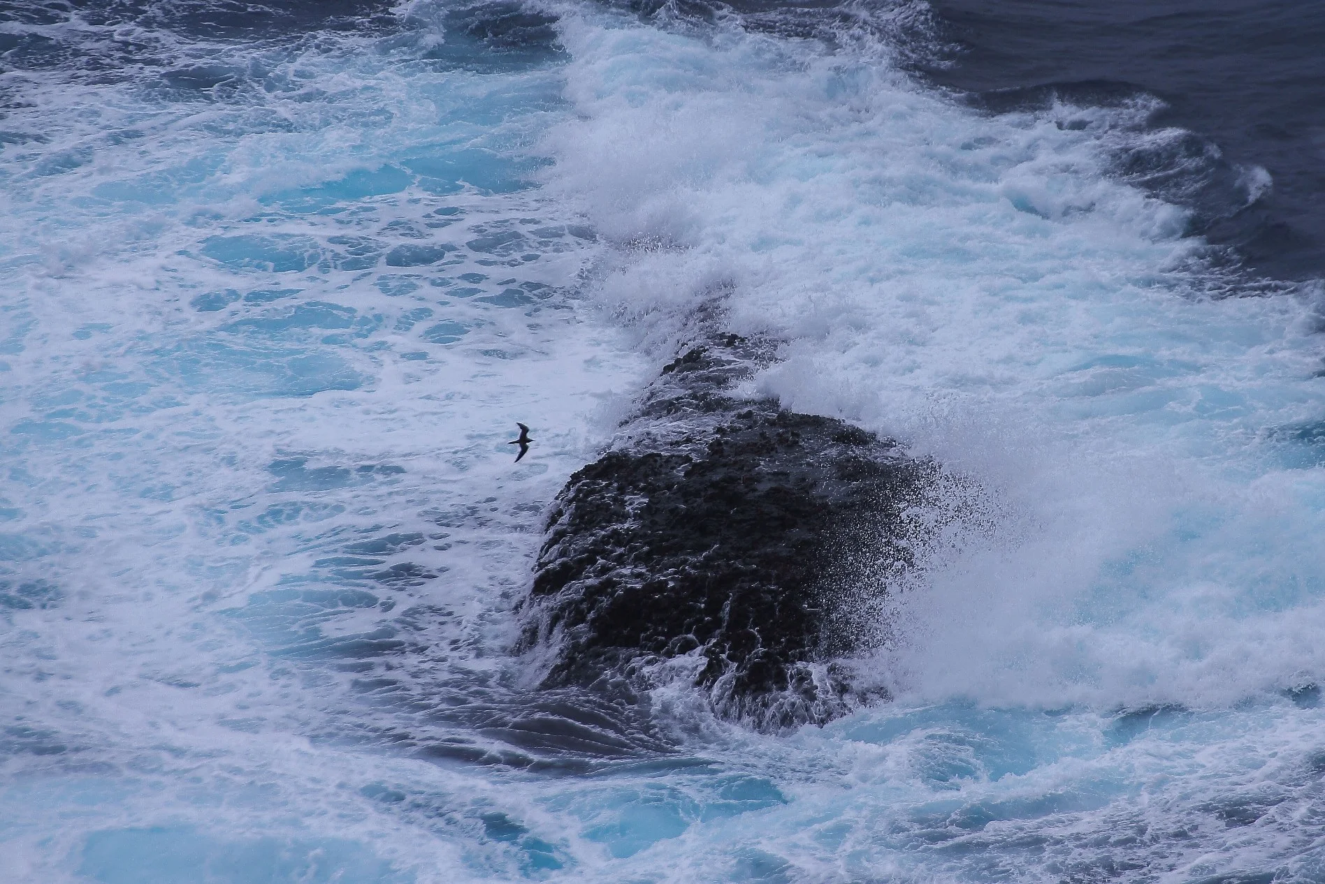 Norfolk Is,South coast,114,-.JPG