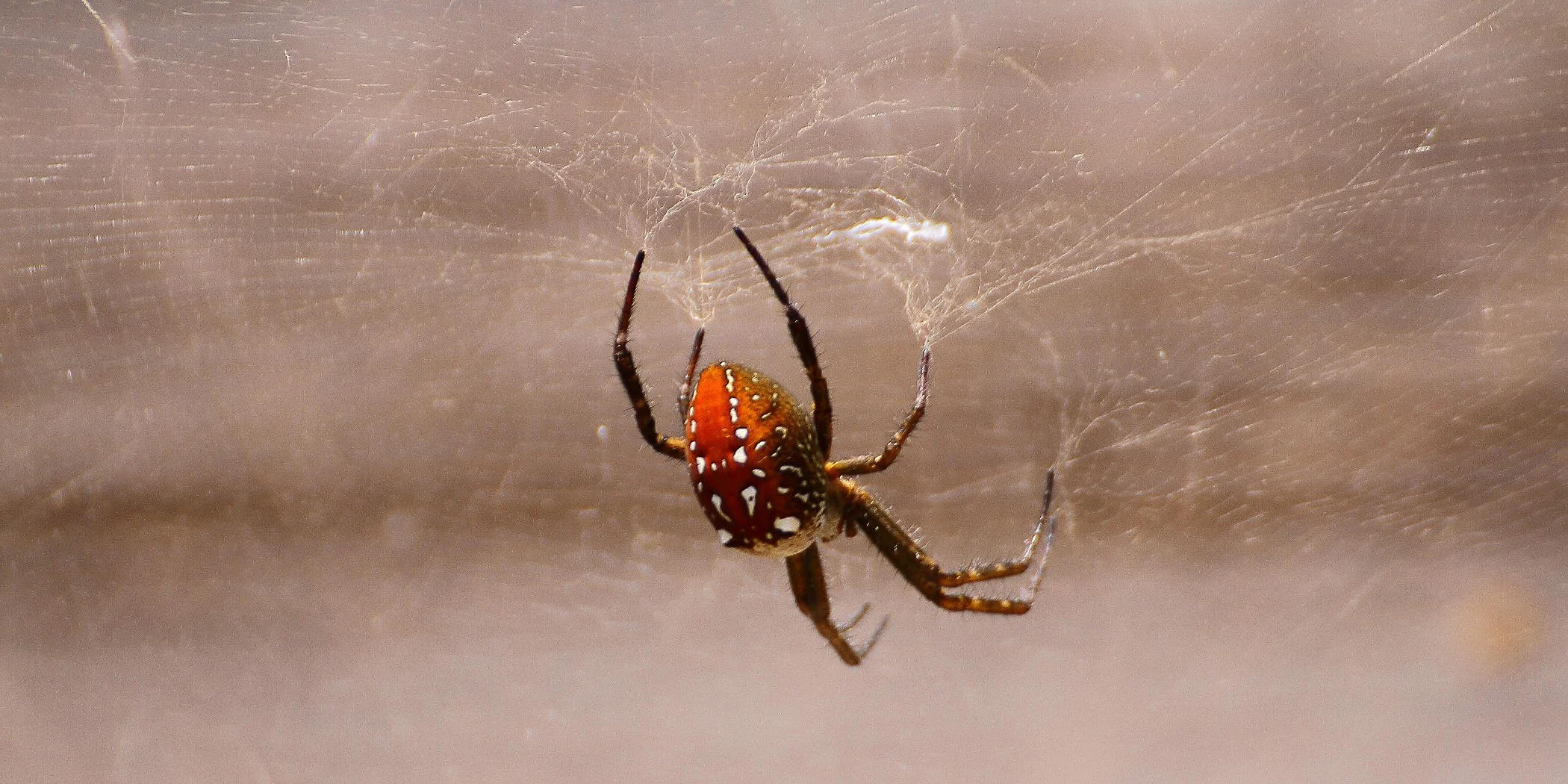 Norfolk Is,Spider,026,-.JPG