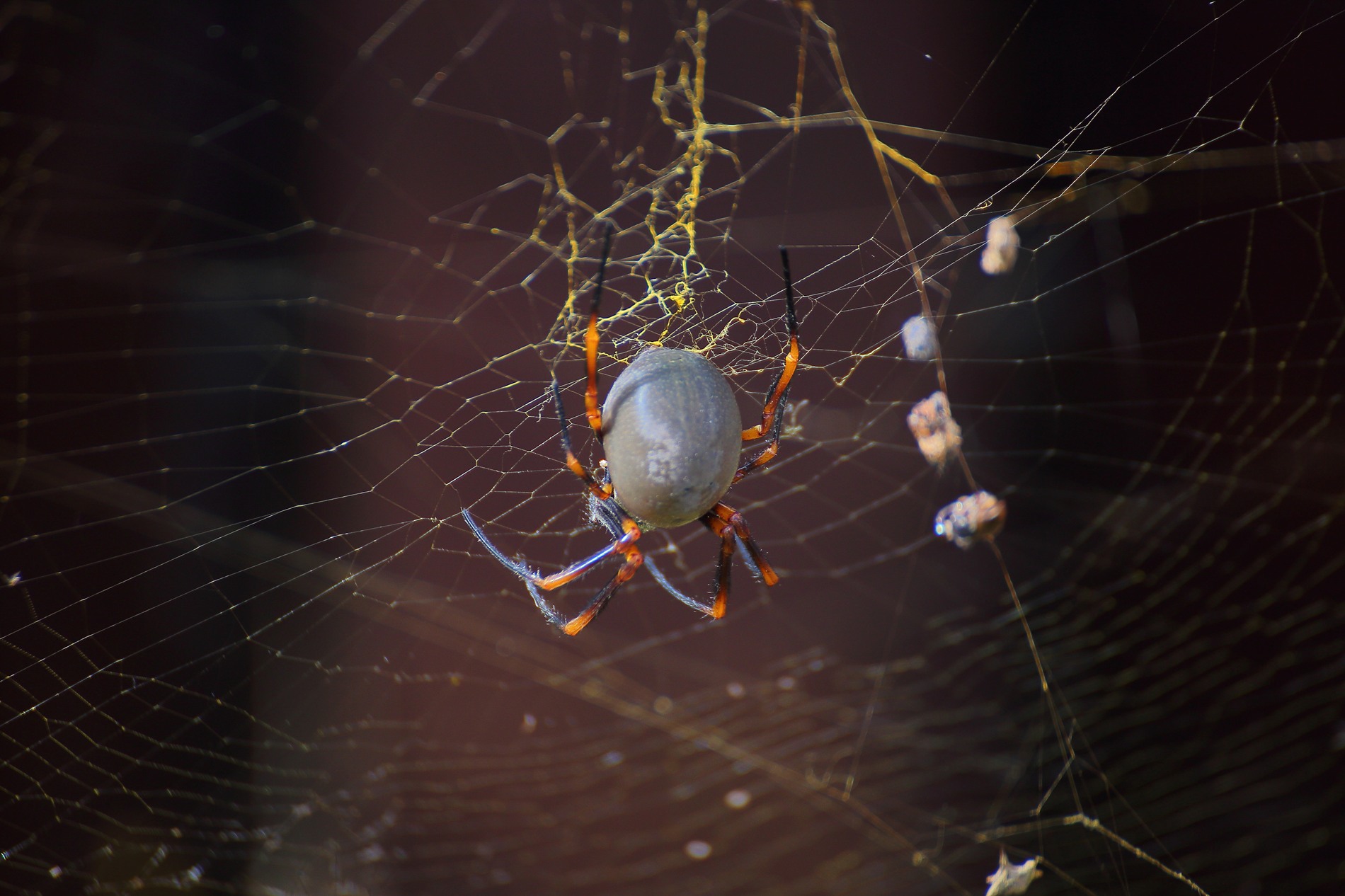 Norfolk Is,Spider,358,-.JPG