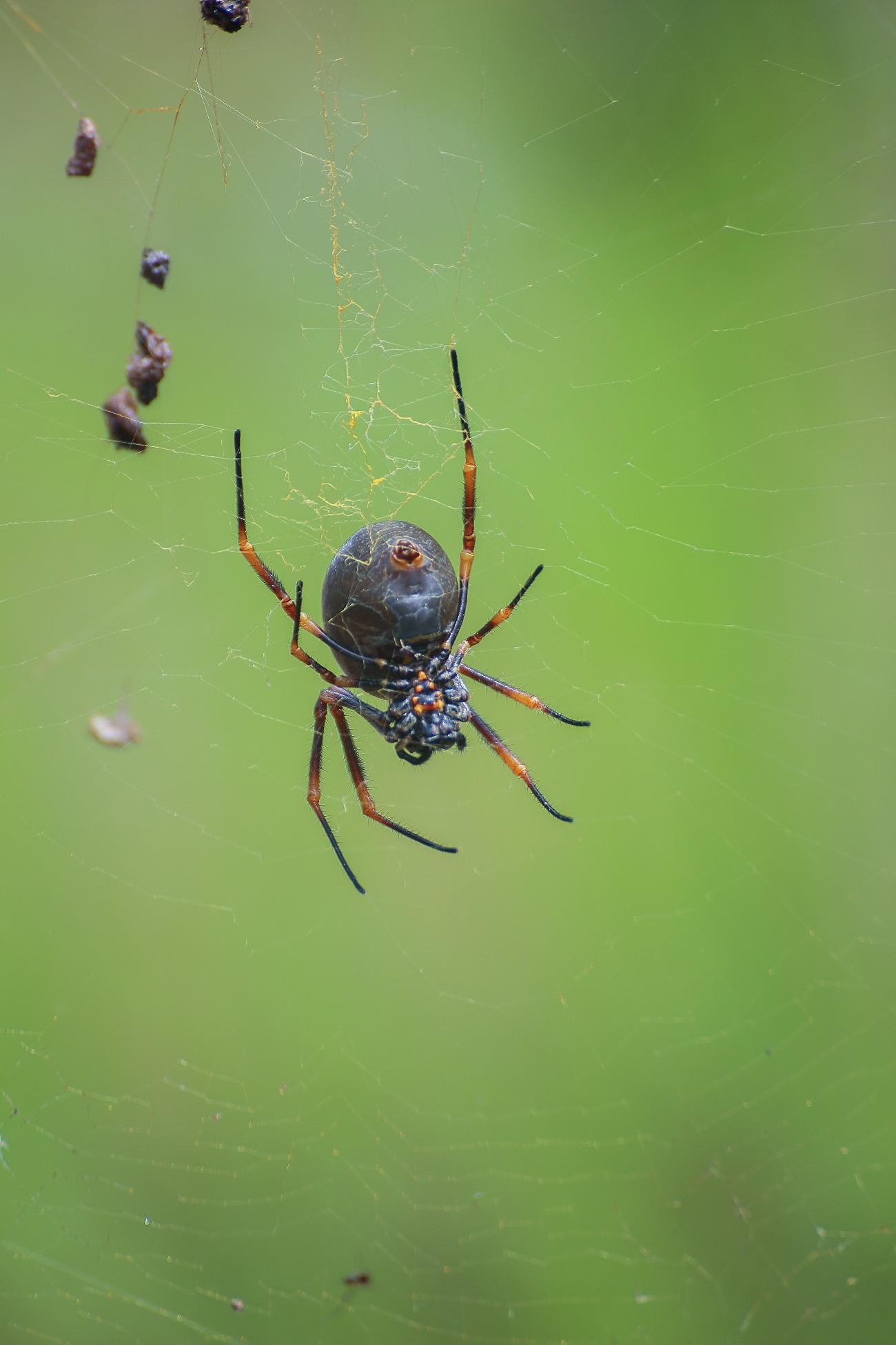 Norfolk Is,Spider,375,-.JPG
