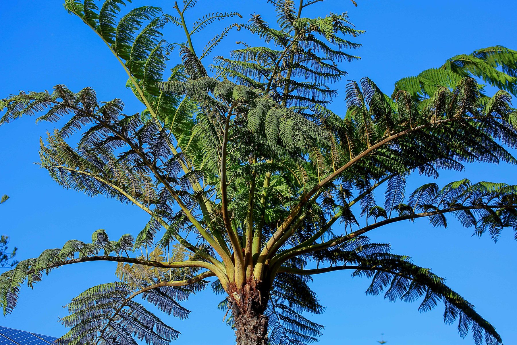 Norfolk Is,Tree Fern,503,-.JPG