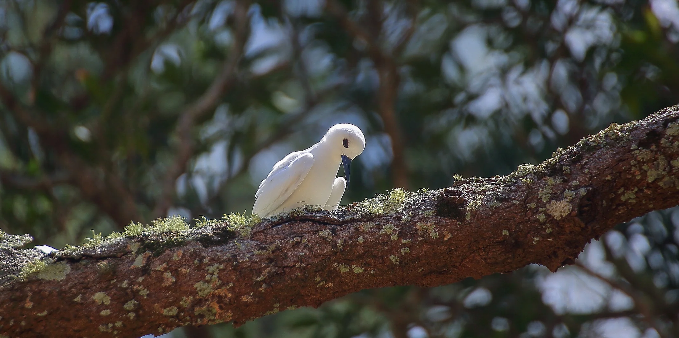 Norfolk Is,White Tern,313,-.JPG