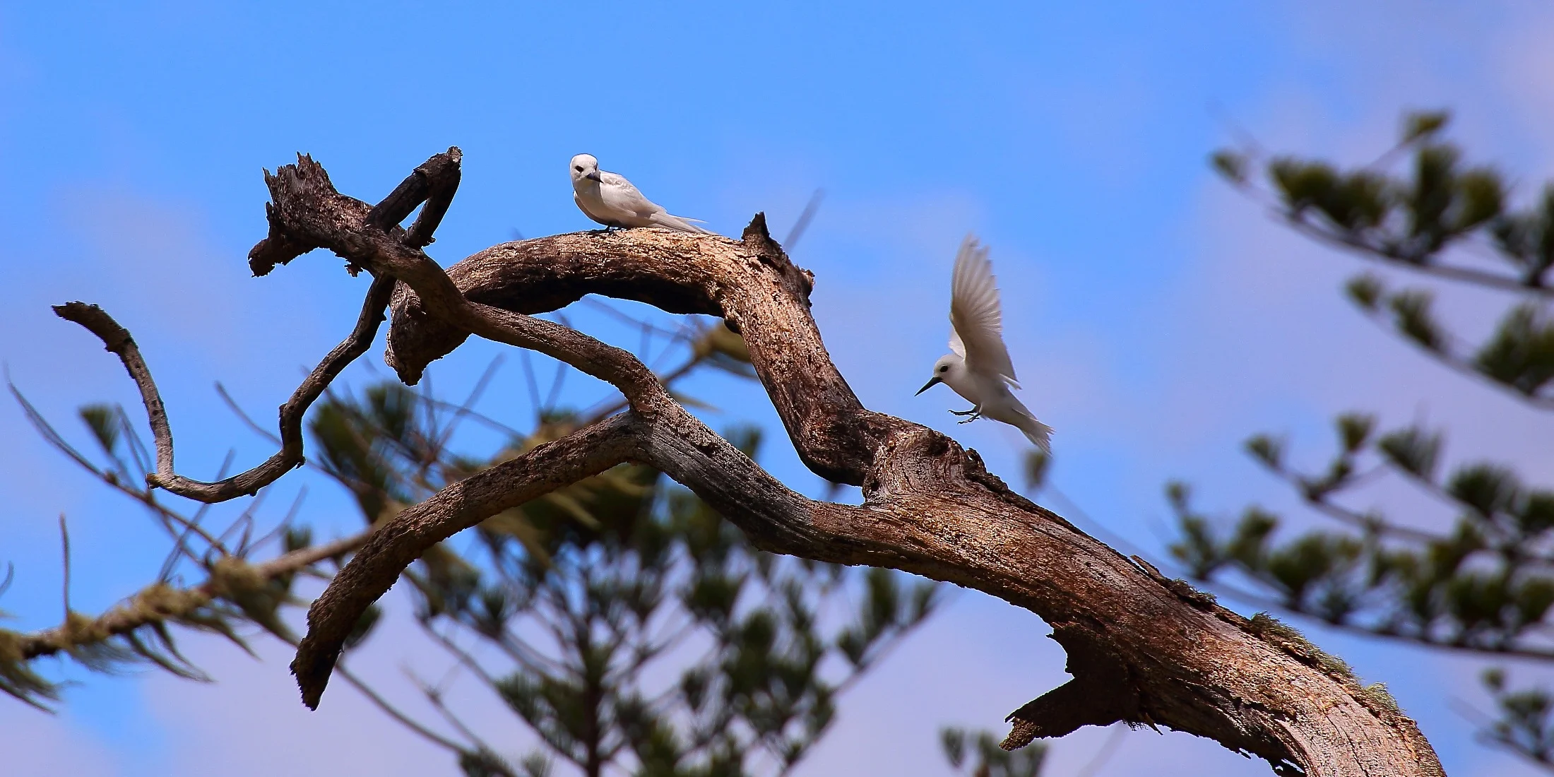 Norfolk Is,White Tern,527,-.JPG