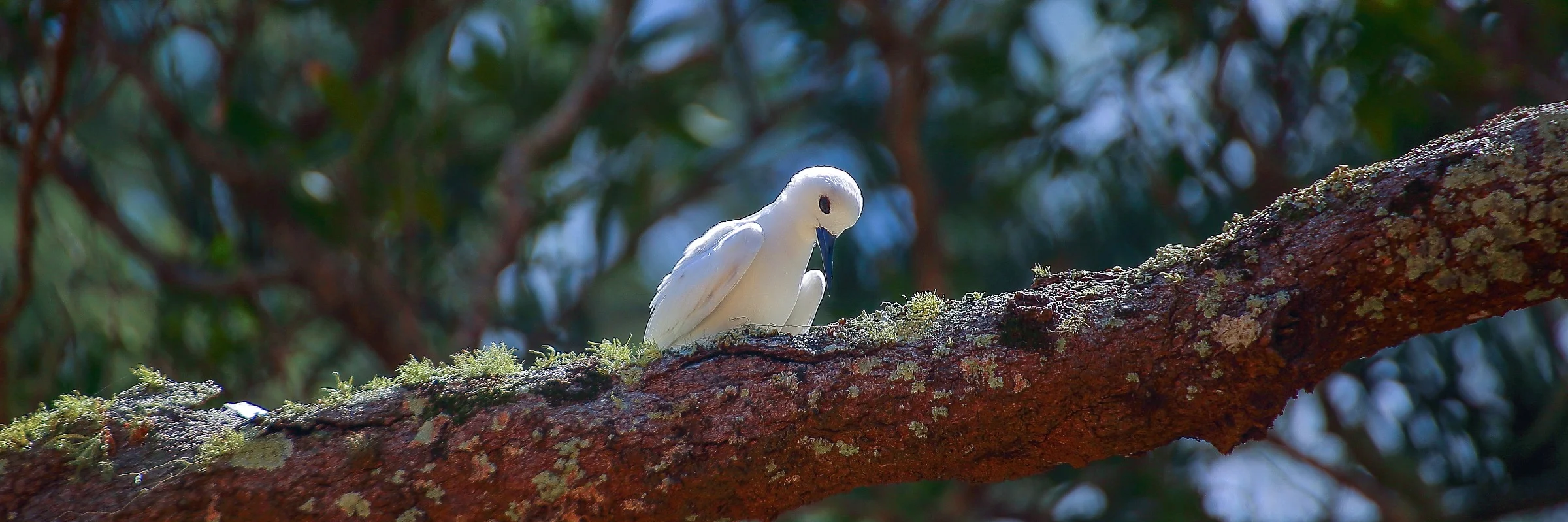 Norfolk Is,White Tern,583,-.JPG