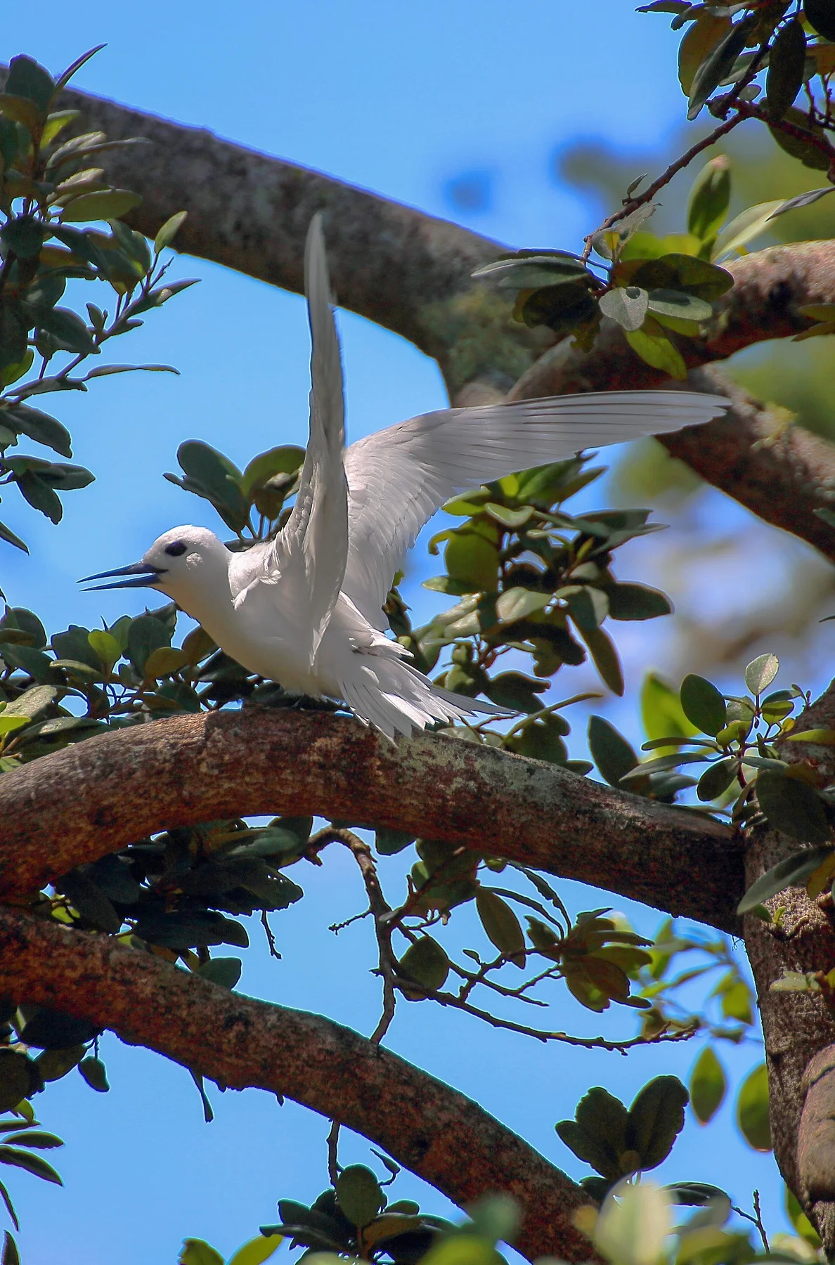 Norfolk Is,White Tern,4361,-.JPG