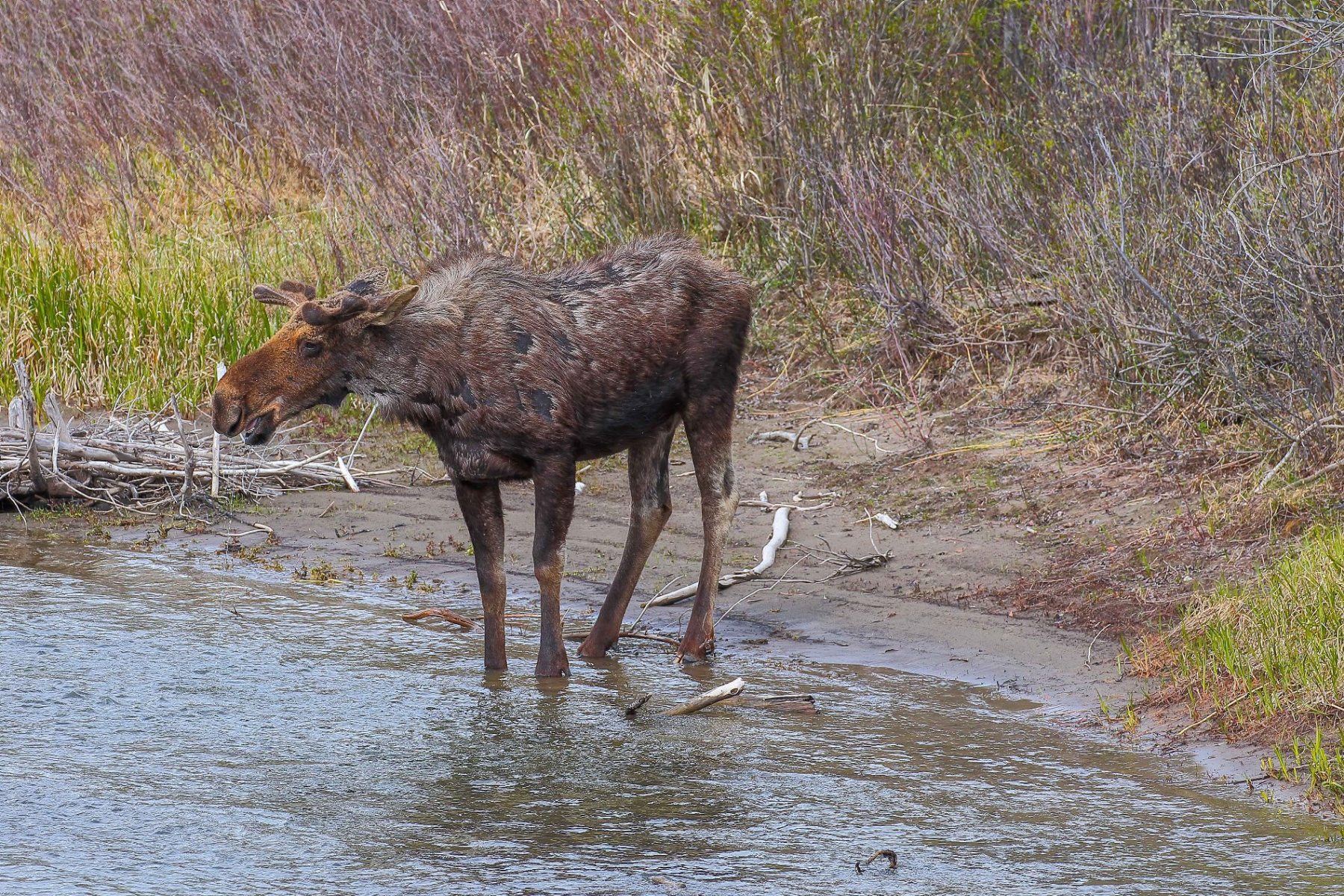 USA,Grand teton Nat park,Moose,-025.JPG