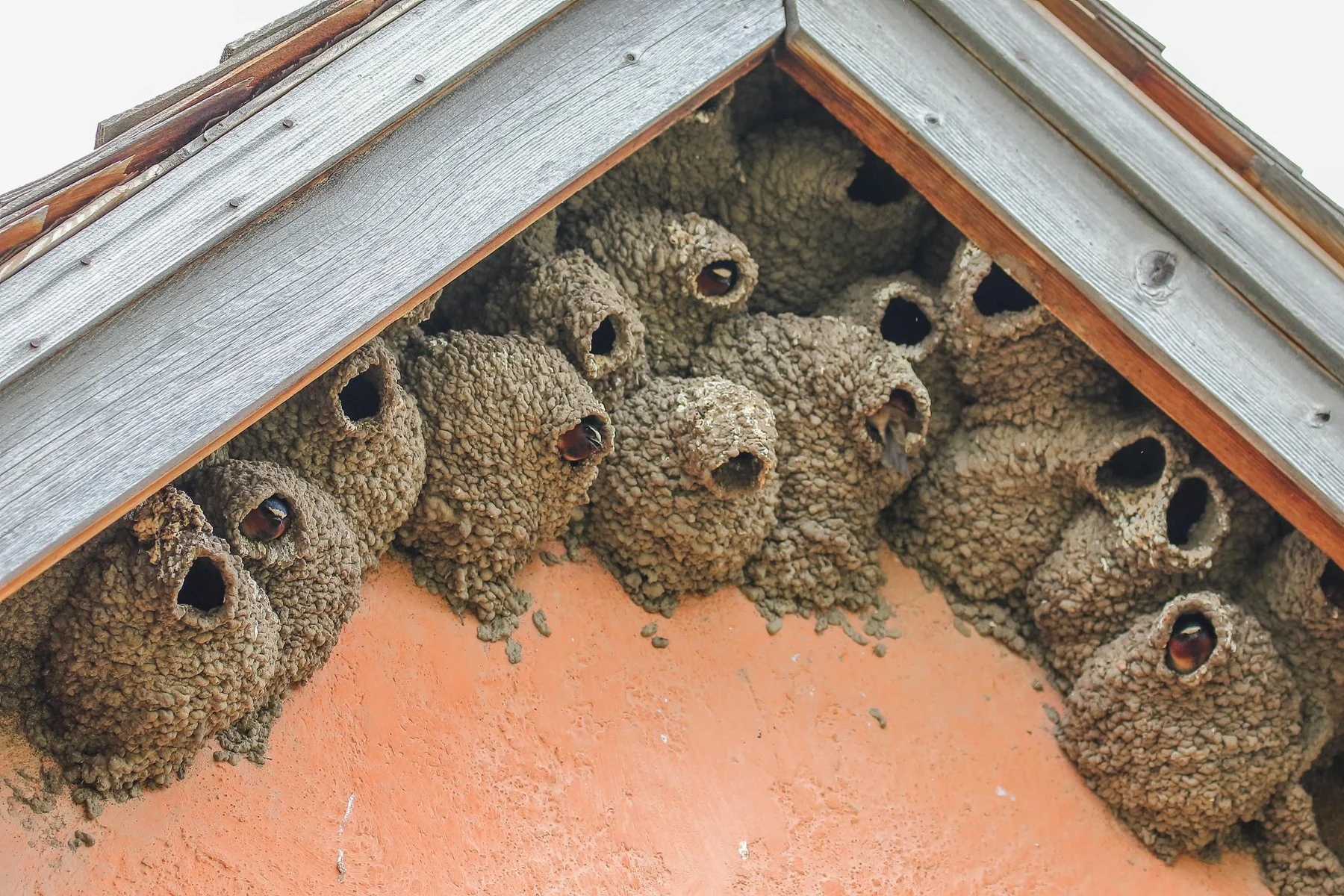 USA,Grand teton Nat park,Mormon Row,-366.JPG