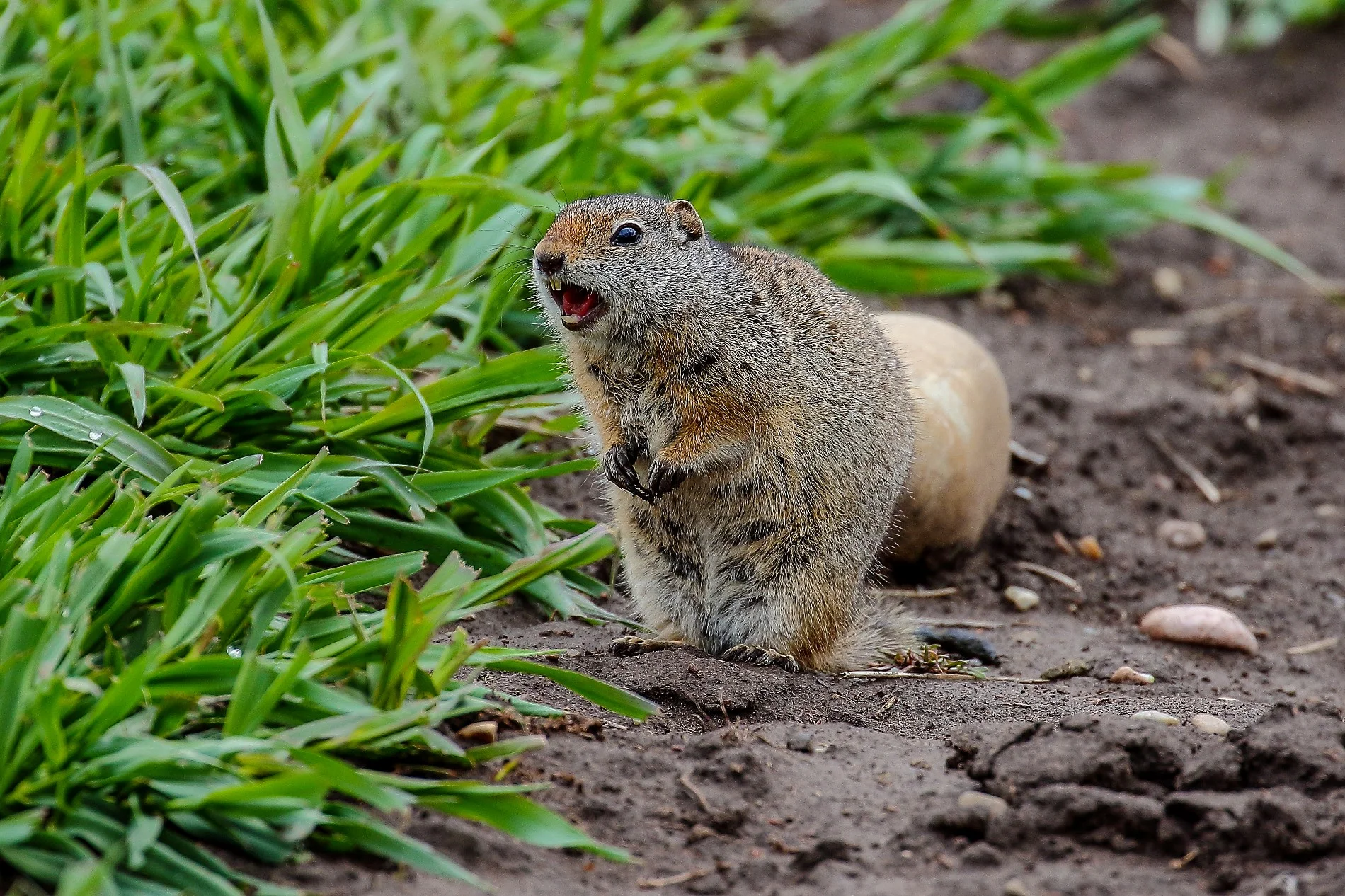 USA,Grand teton Nat park,Mormon Row,-371.JPG