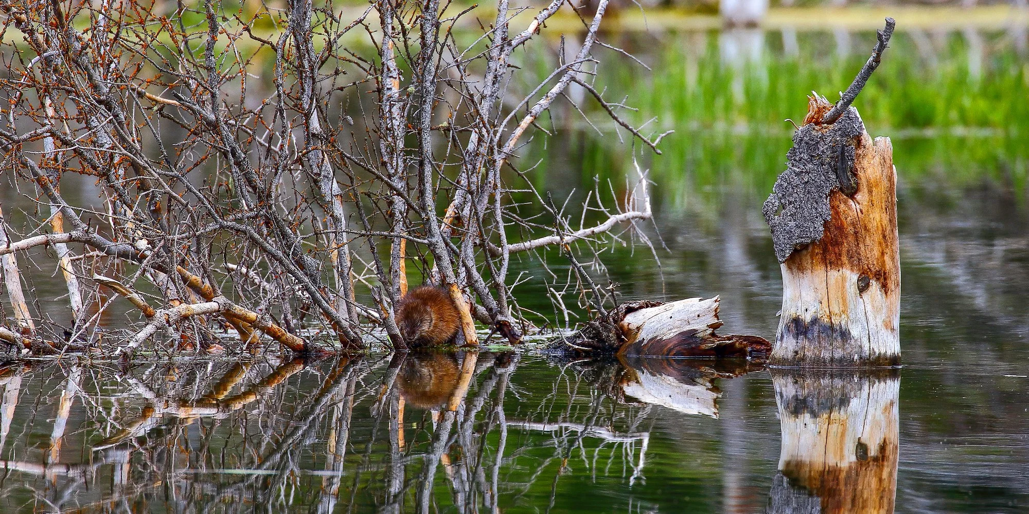 USA,Grand Tetons Nat Park,Beaver,400,-.JPG