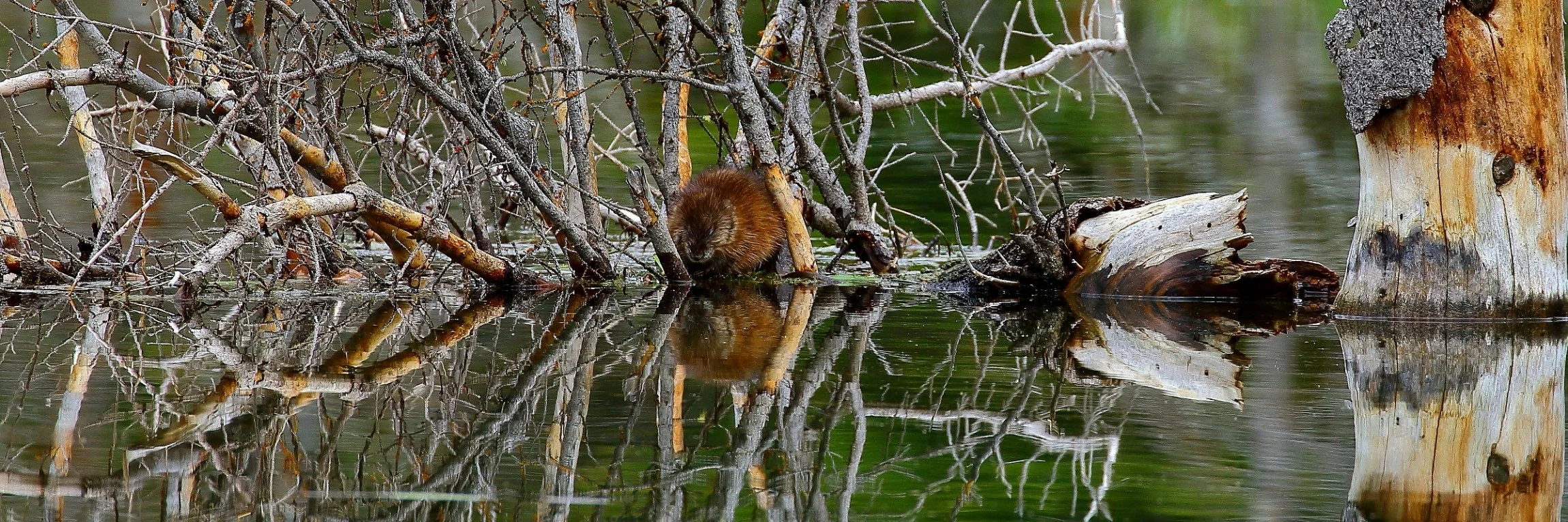 USA,Grand Tetons Nat Park,Beaver,403,-.JPG