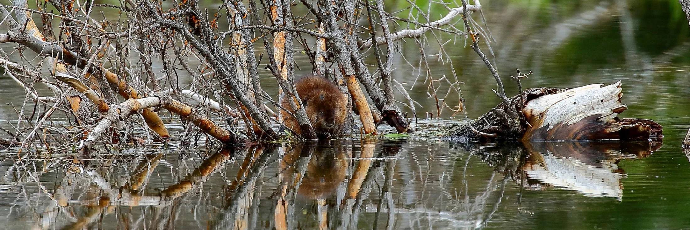 USA,Grand Tetons Nat Park,Beaver,450,-.JPG