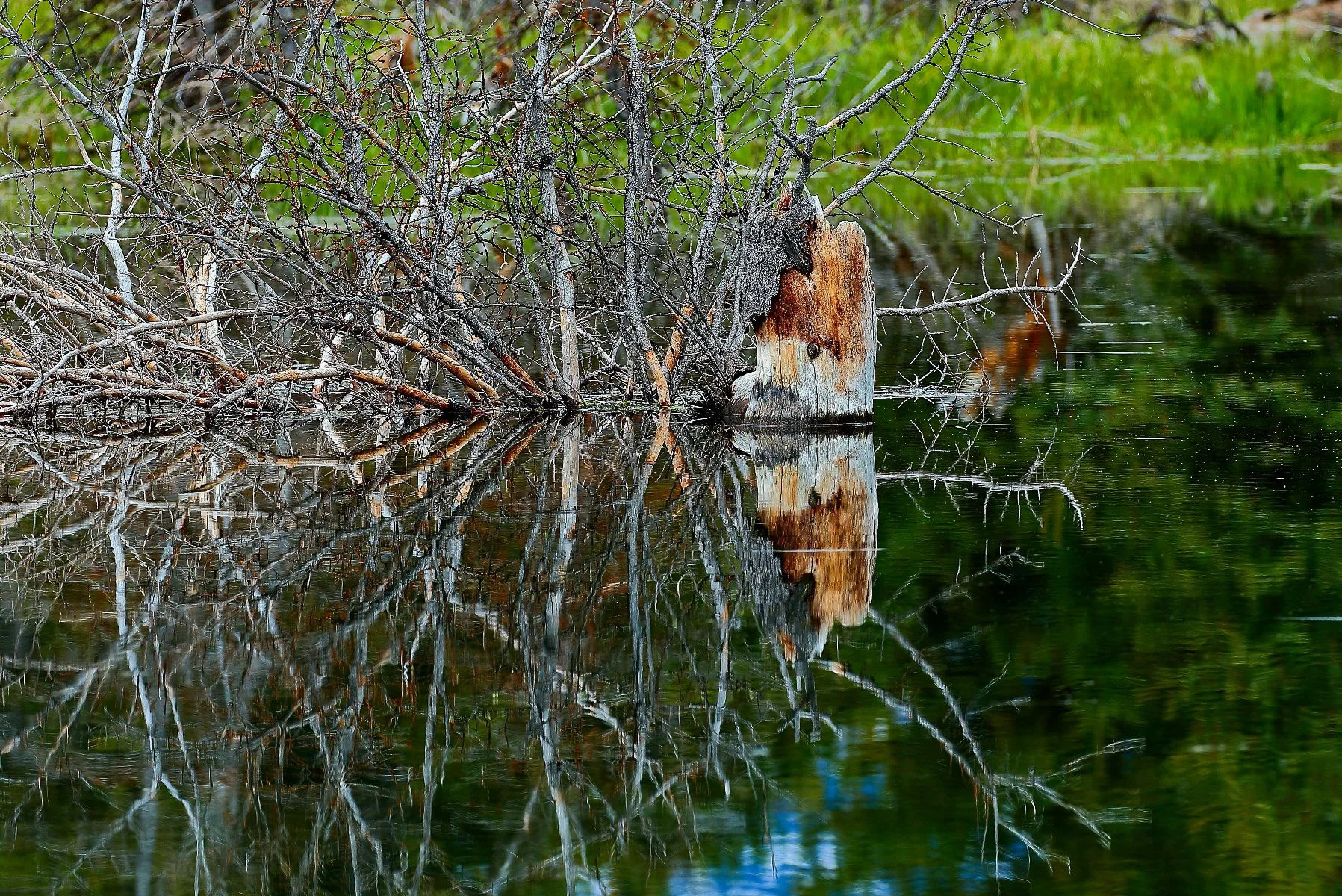 USA,Grand Tetons Nat Park,Swambacher Rd,395,-.JPG