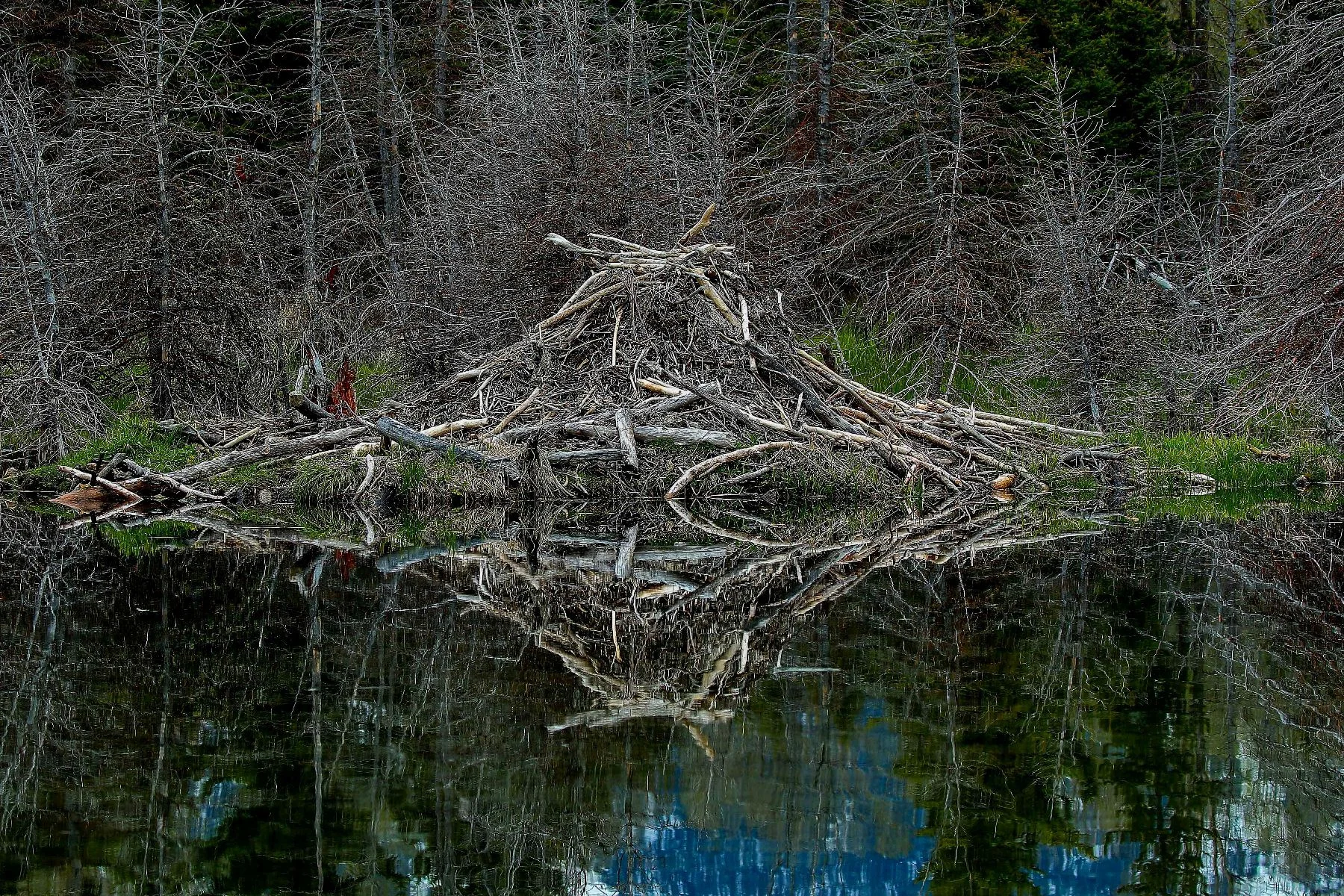 USA,Grand Tetons Nat Park,Swambacher Rd,396,-.JPG