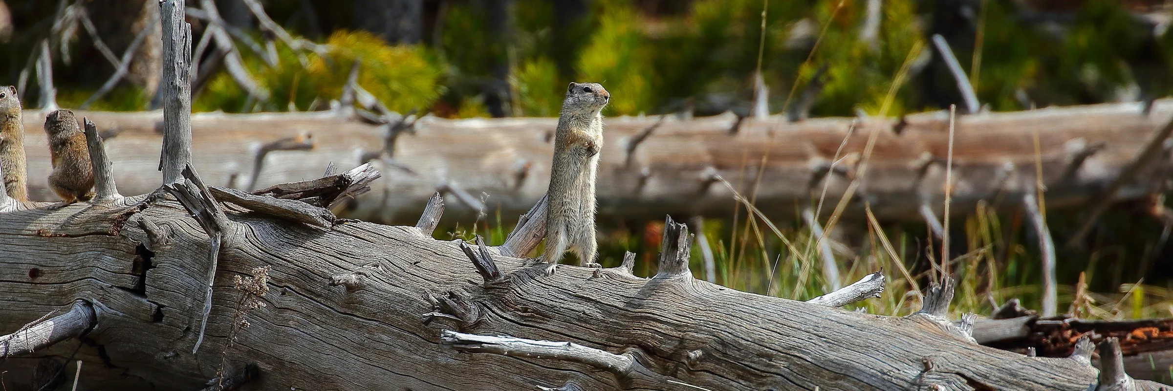 USA,Ground Squirrel,429,-.JPG