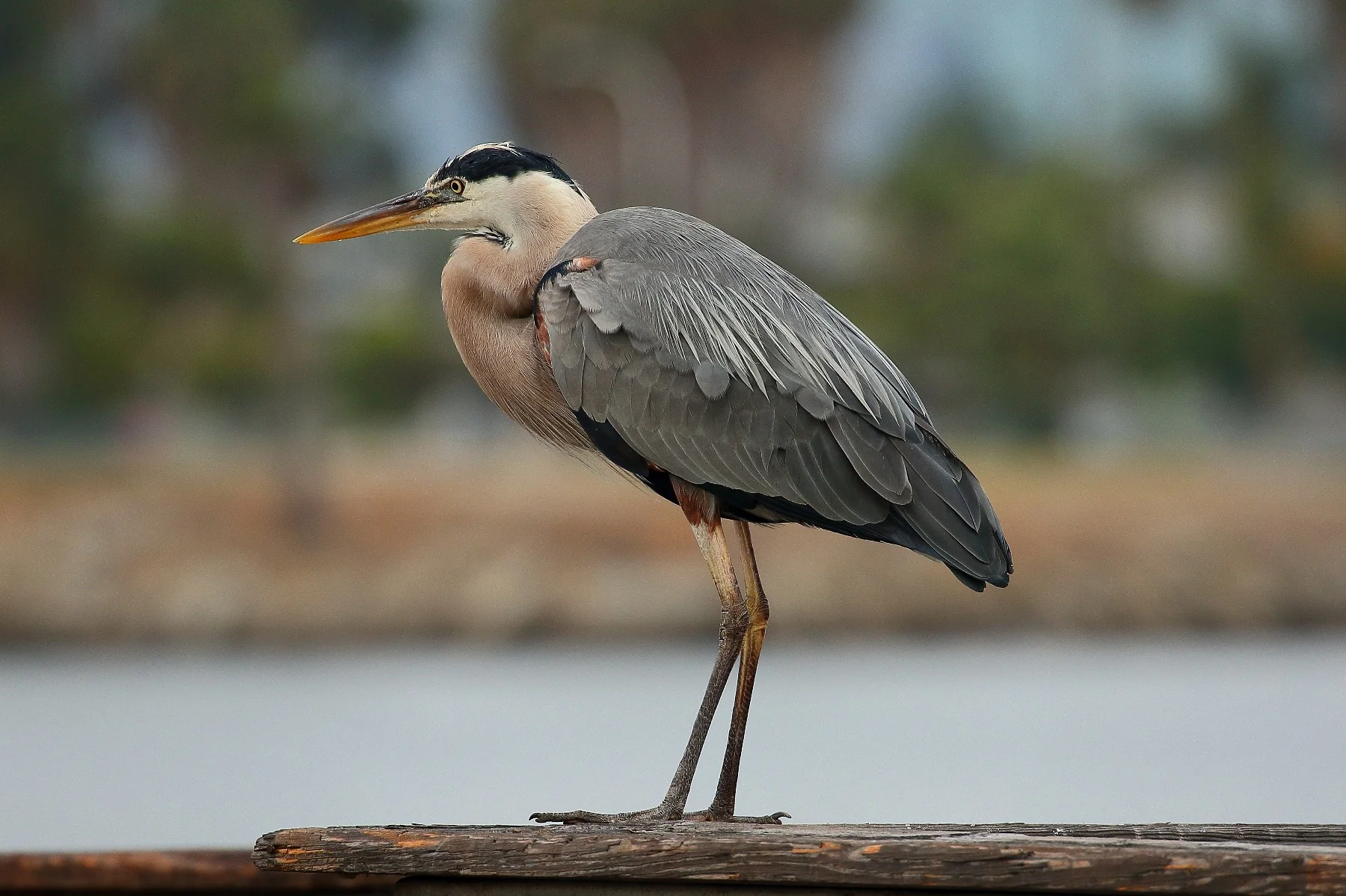 USA,Heron,-061.JPG