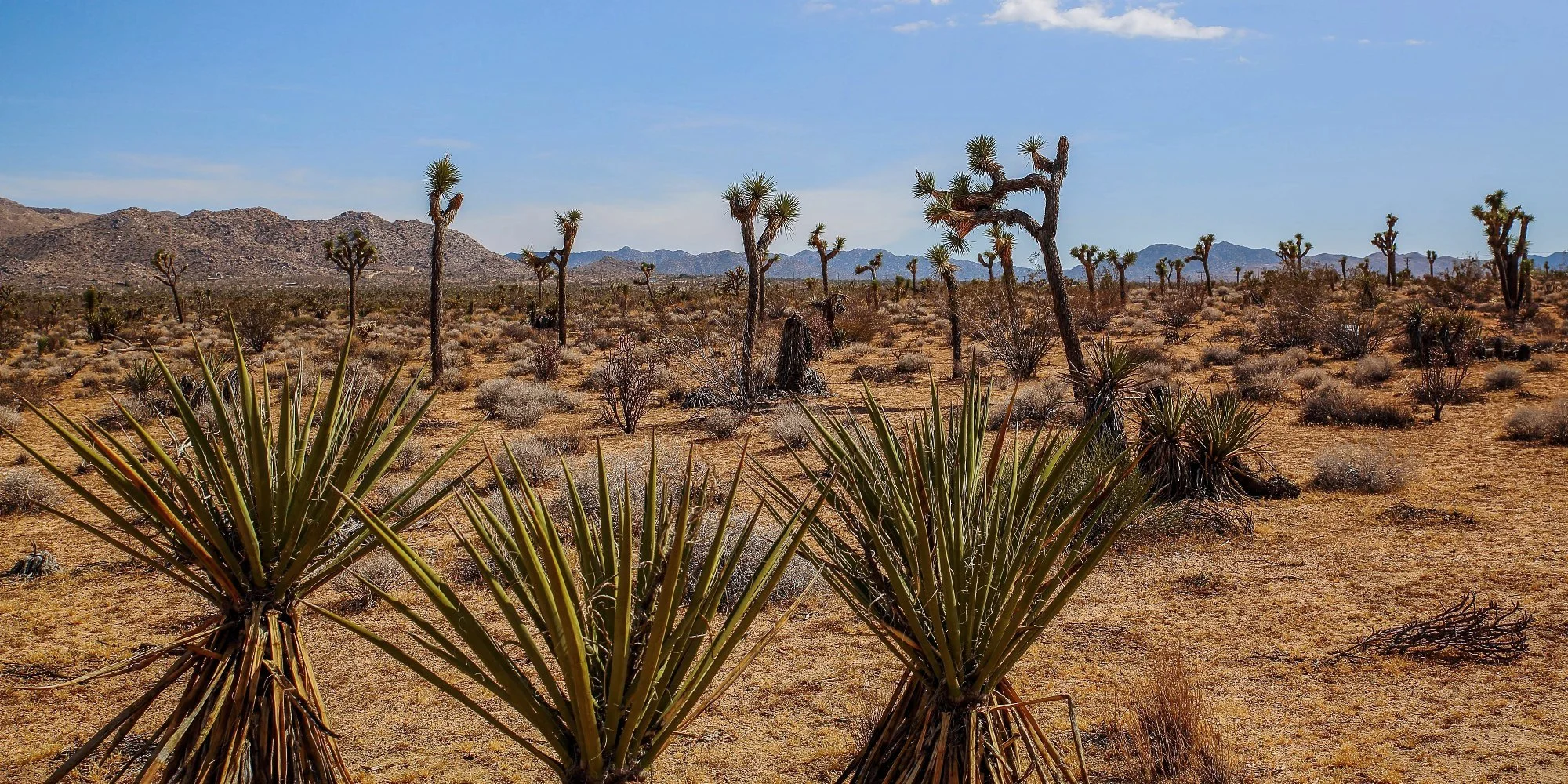 USA,Joshua Tree Nat Park,080,-080.JPG